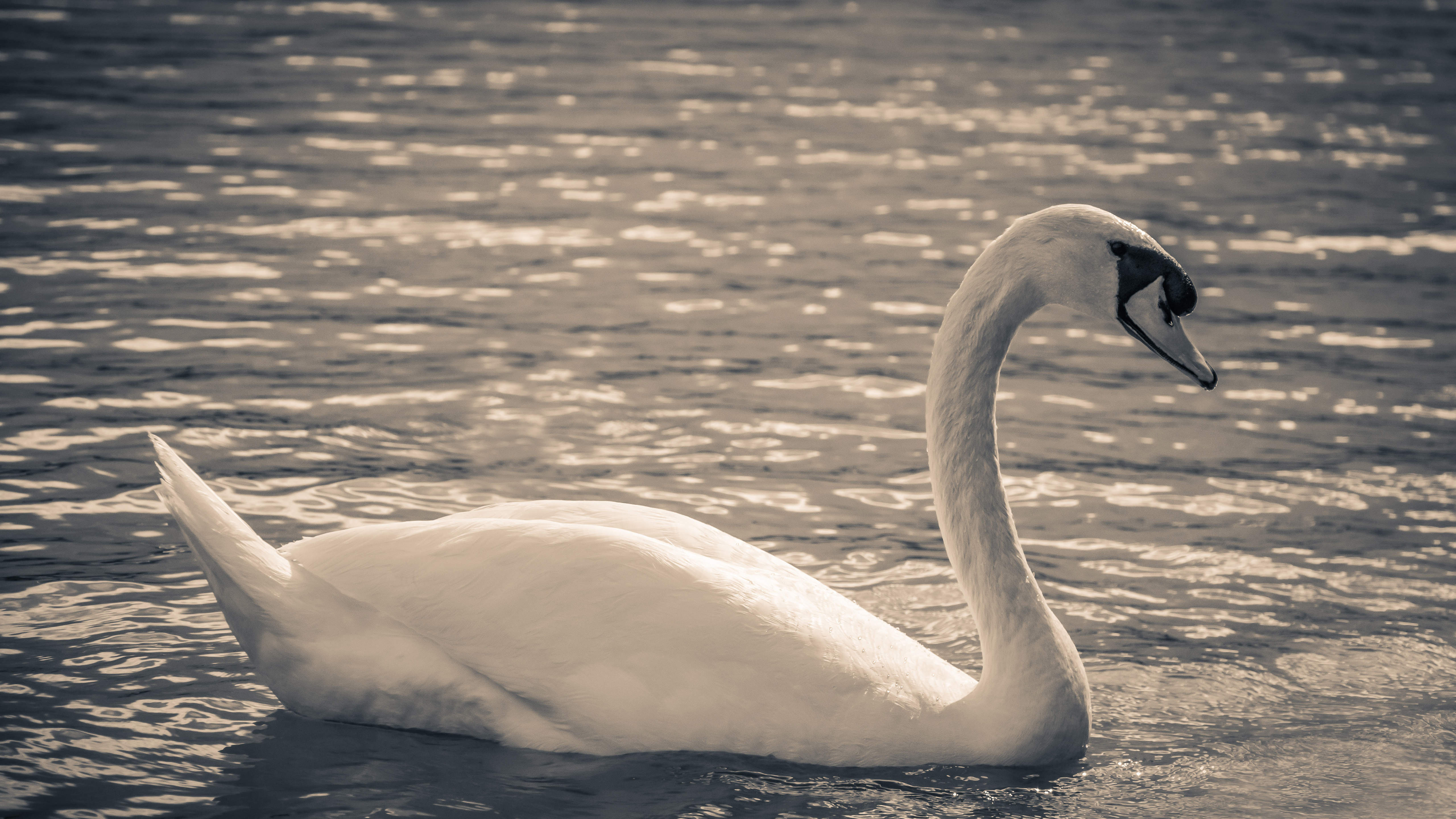 изображения, бесплатные, pixabay