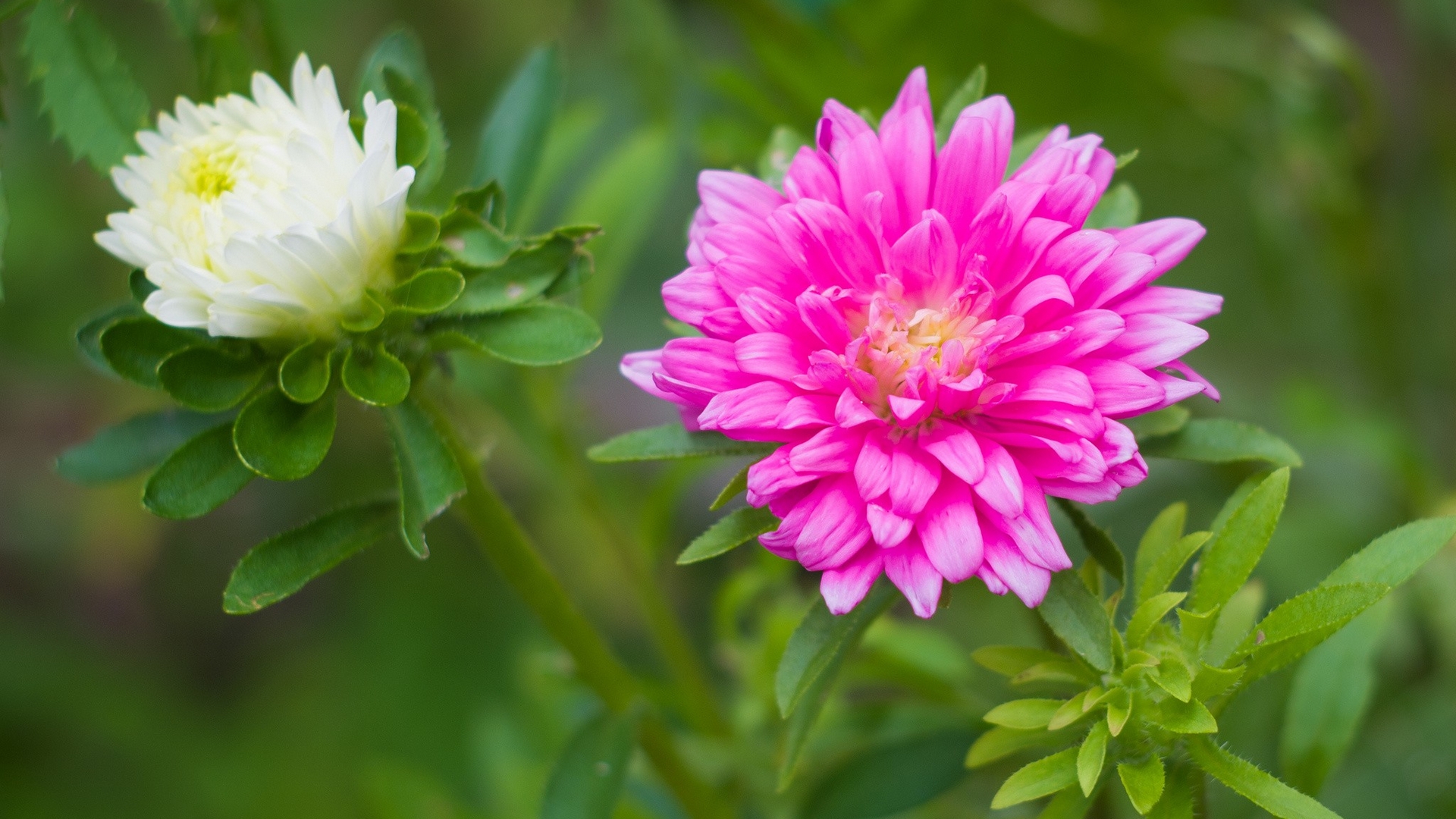 брюнетки, джинны, дахлия