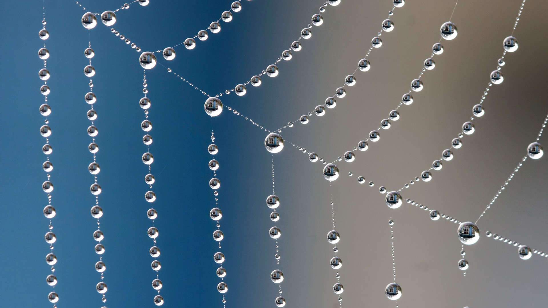 паутинка и капли