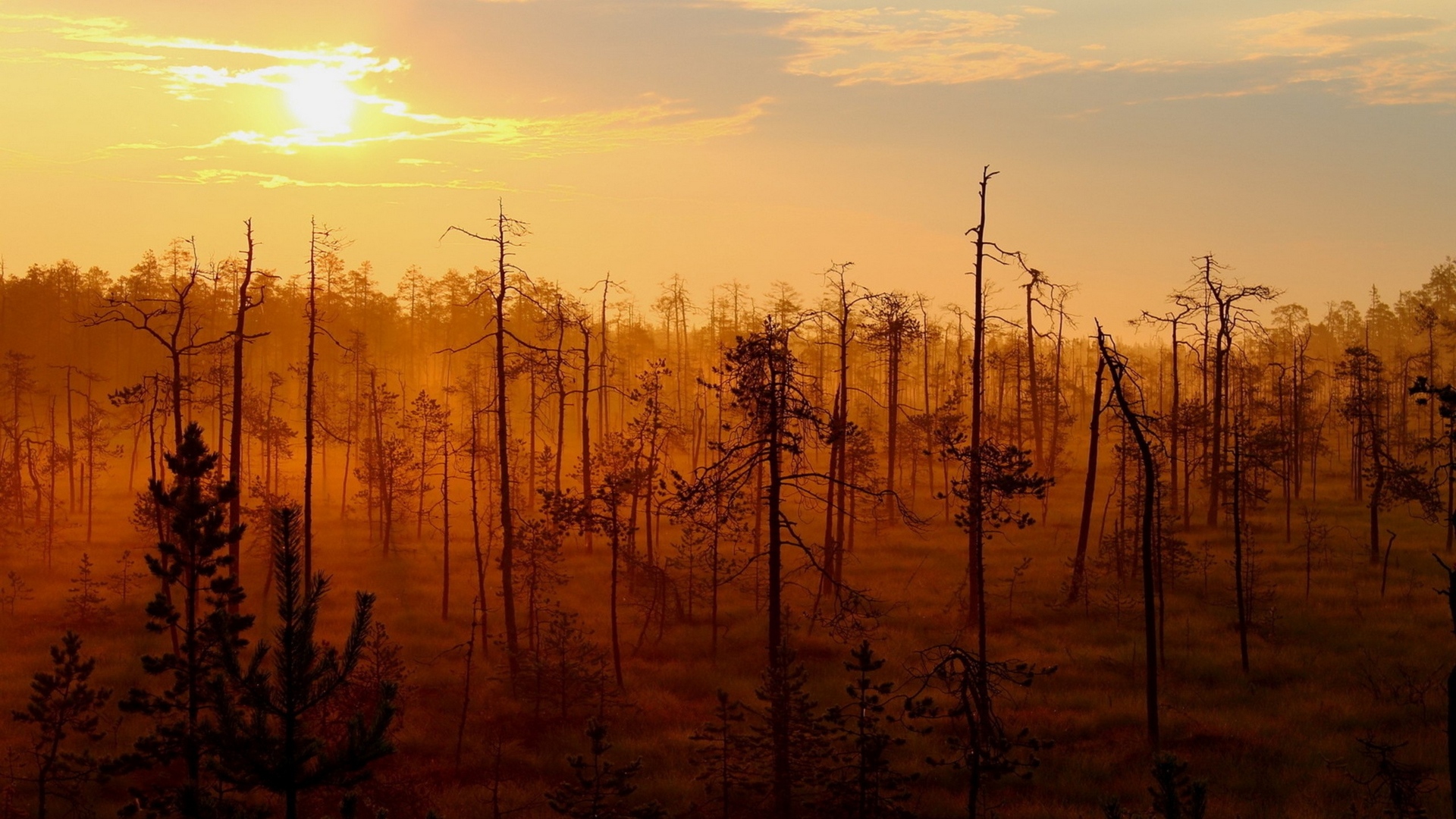 зац, пейзаж, лес