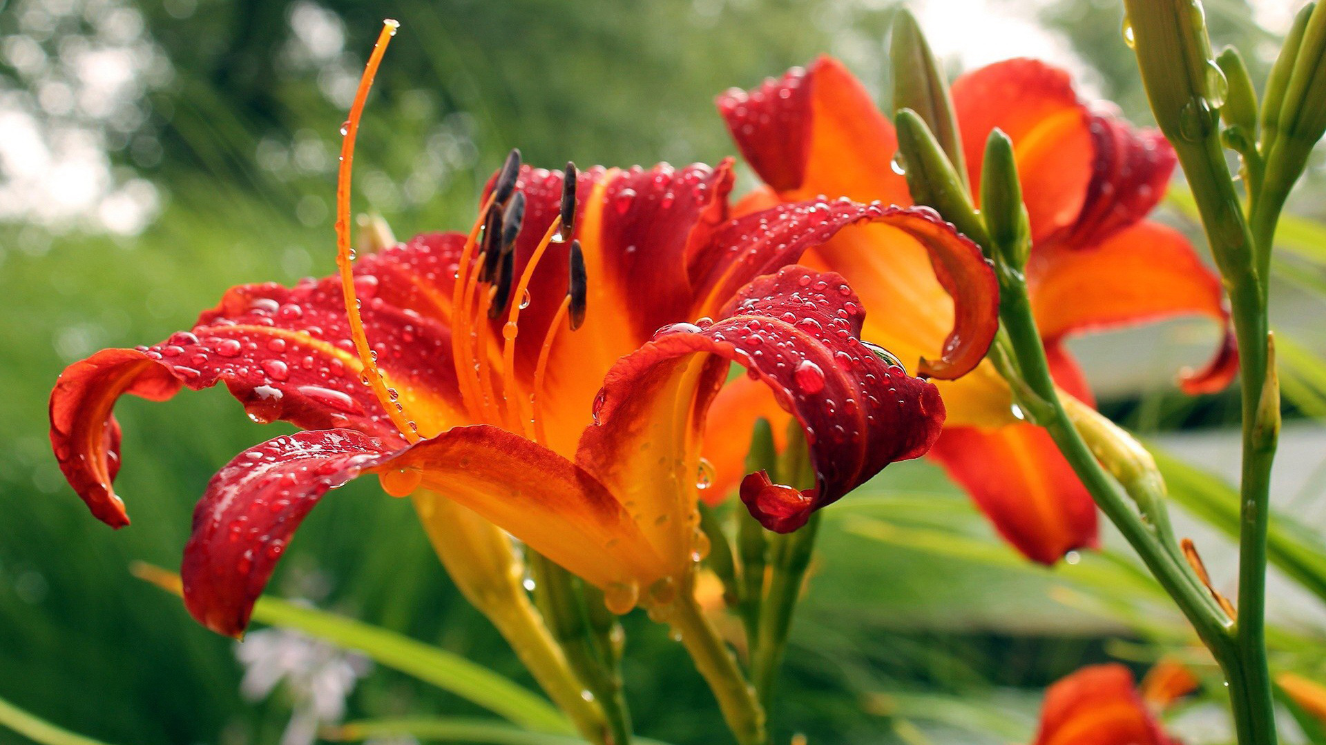 живые, лили