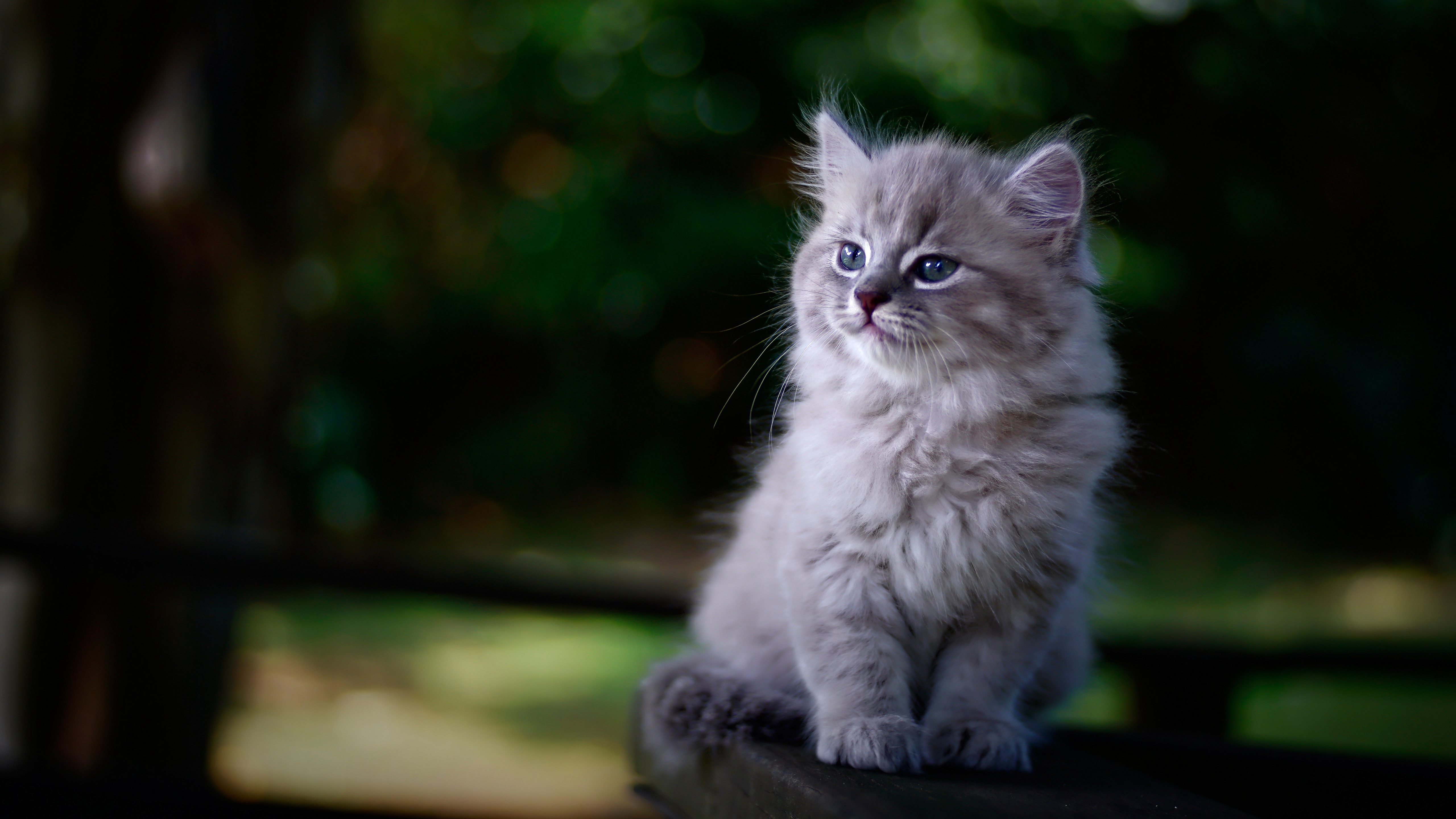 котенок, гилер