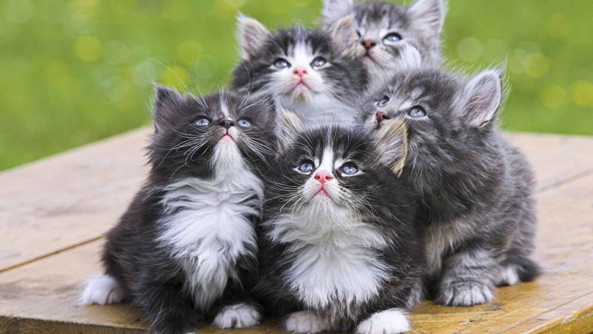 котята, кот, персидские