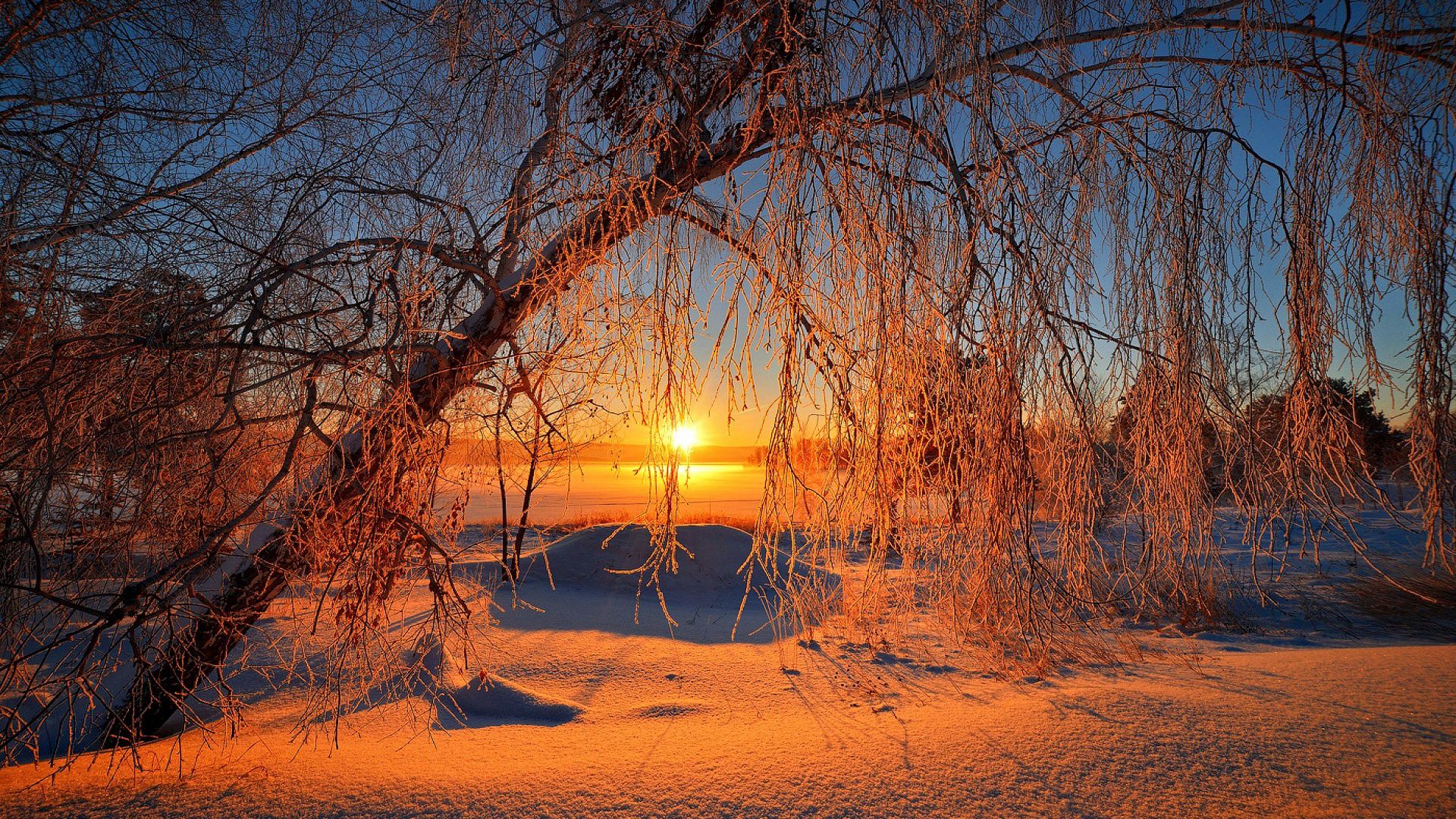 природа деревья снег закат nature trees snow sunset без смс