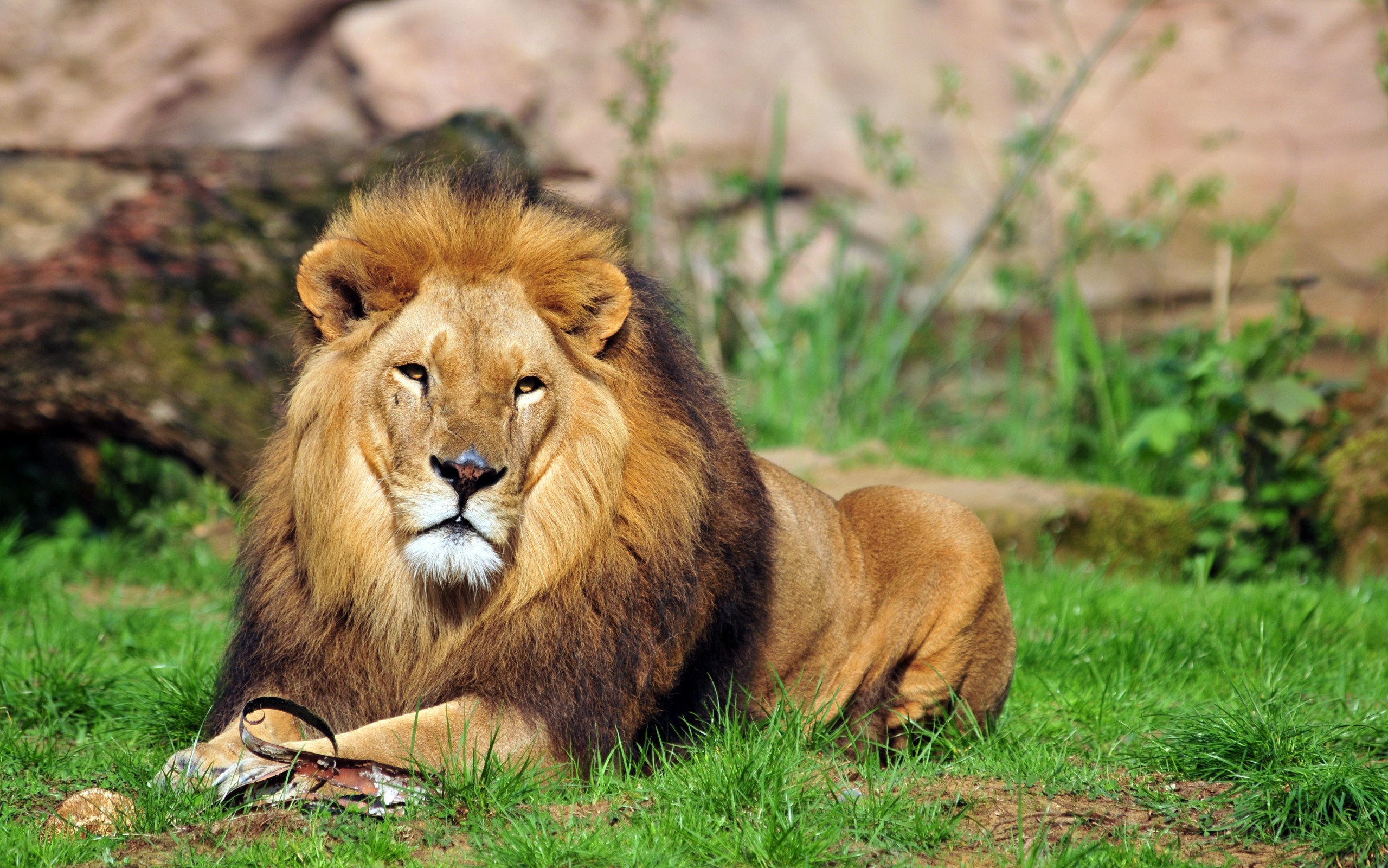 щелка, льва