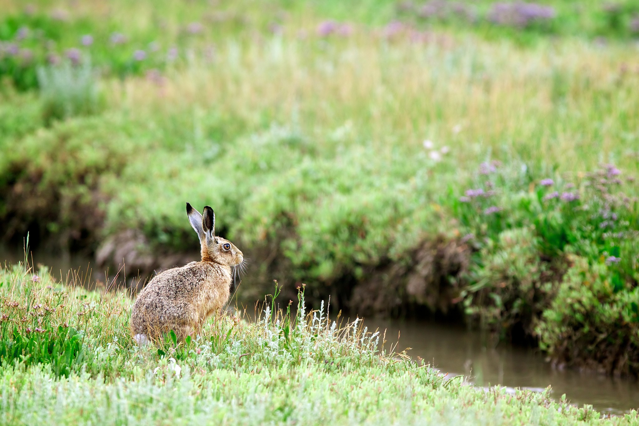 , lepus, кролик