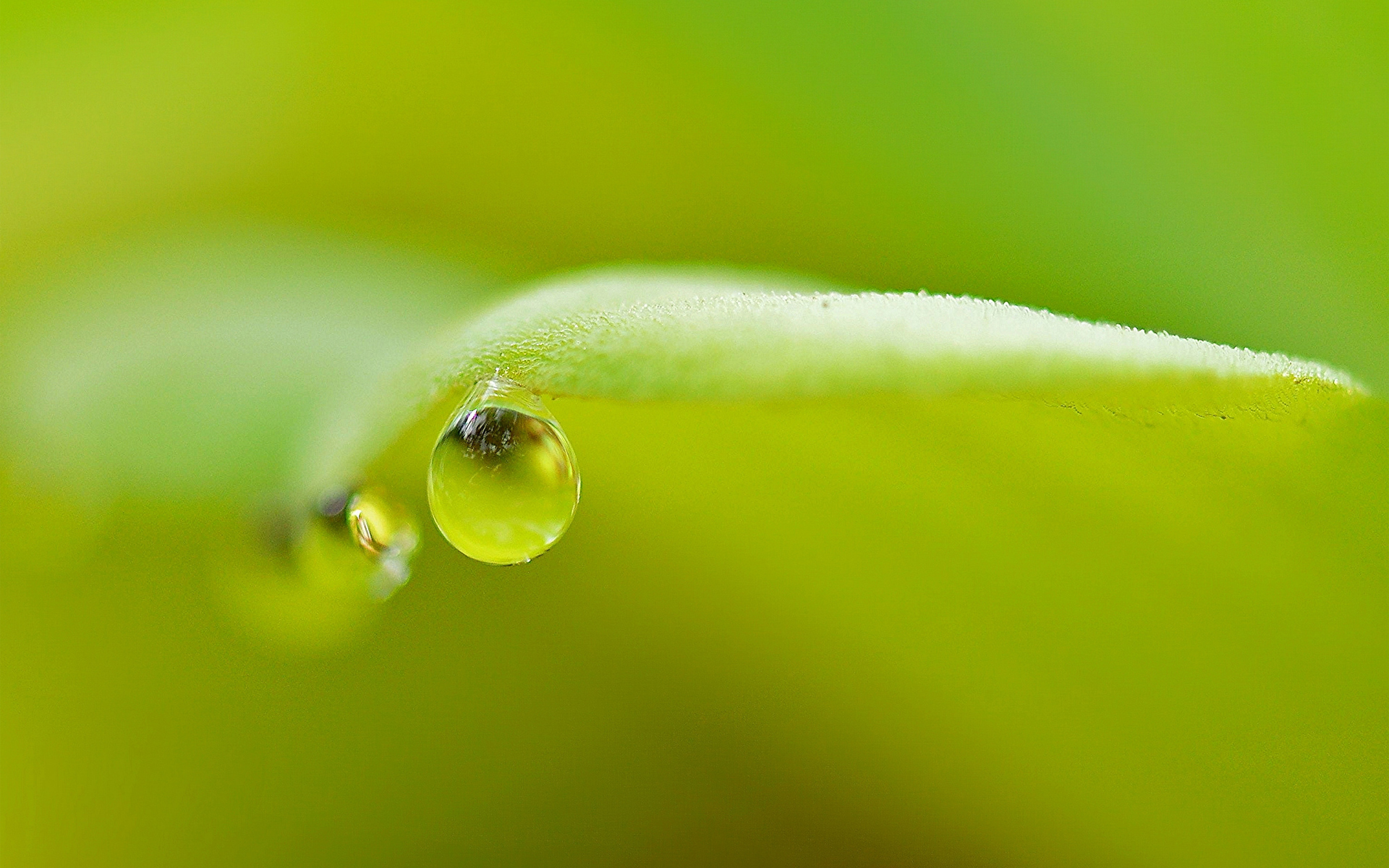 drop, лист, зелёный