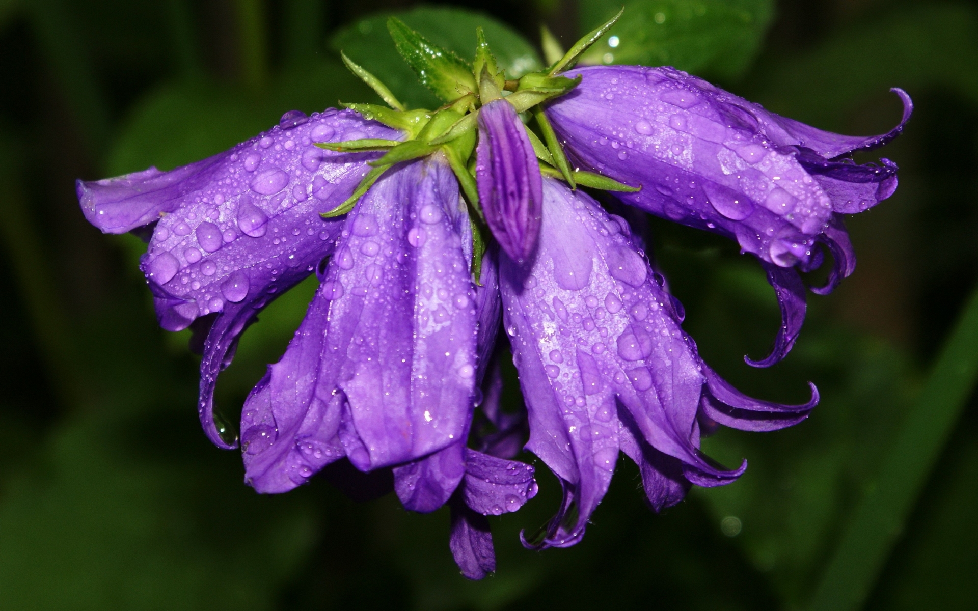 широкий экран, бесплатные, языческие