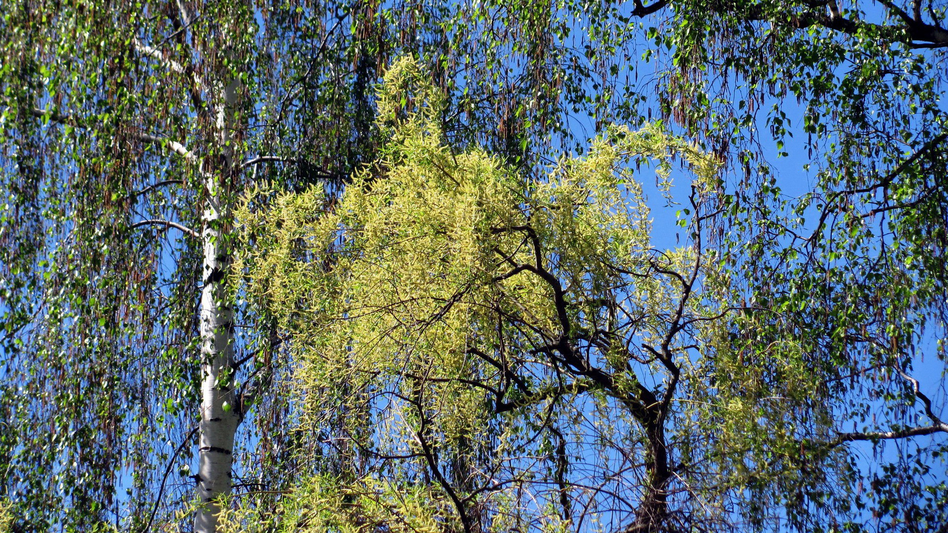 северный, хардвуд