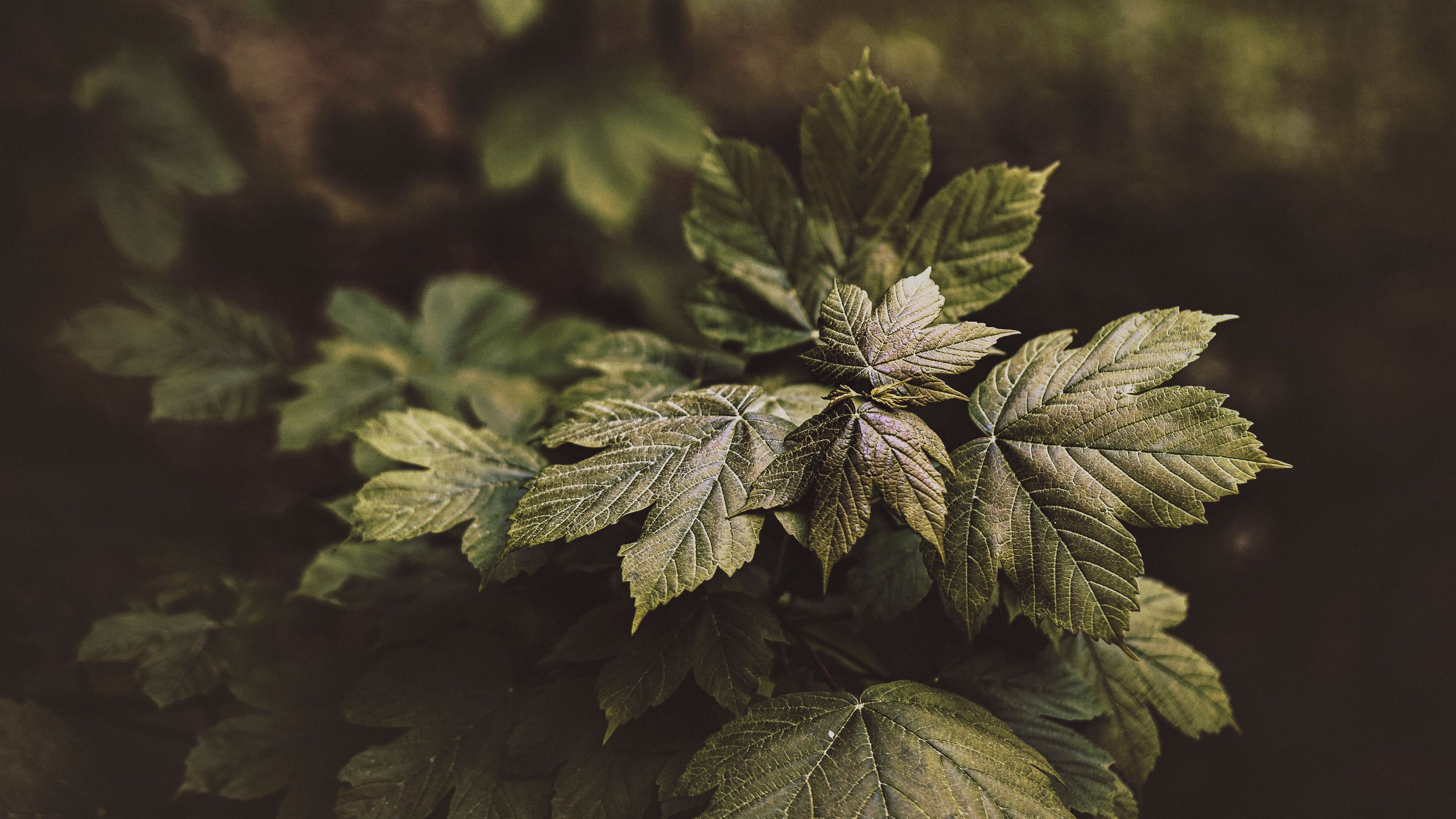 leaf, растение, white
