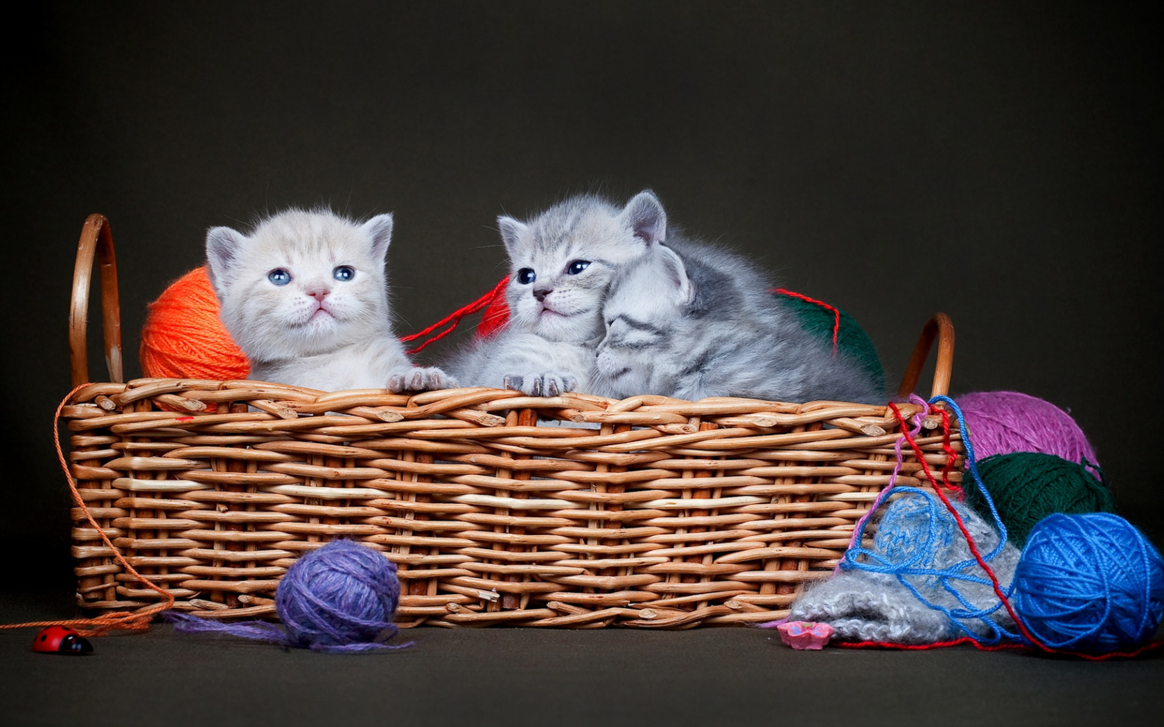 кот, котенок, корзина
