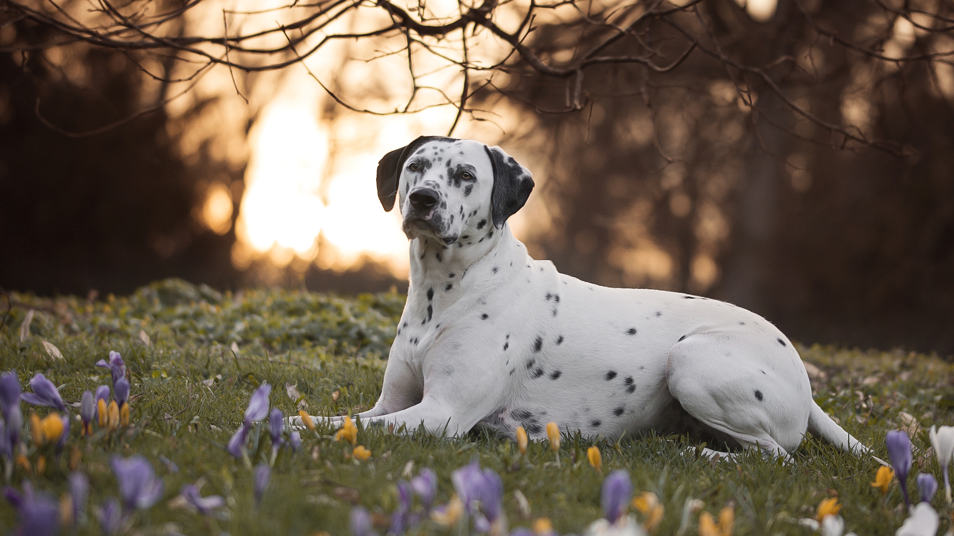 dalmatian, собаки, натуральные
