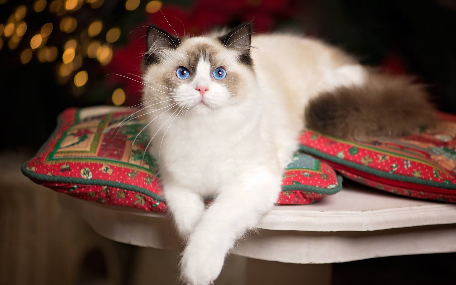 ragdoll, сбоку