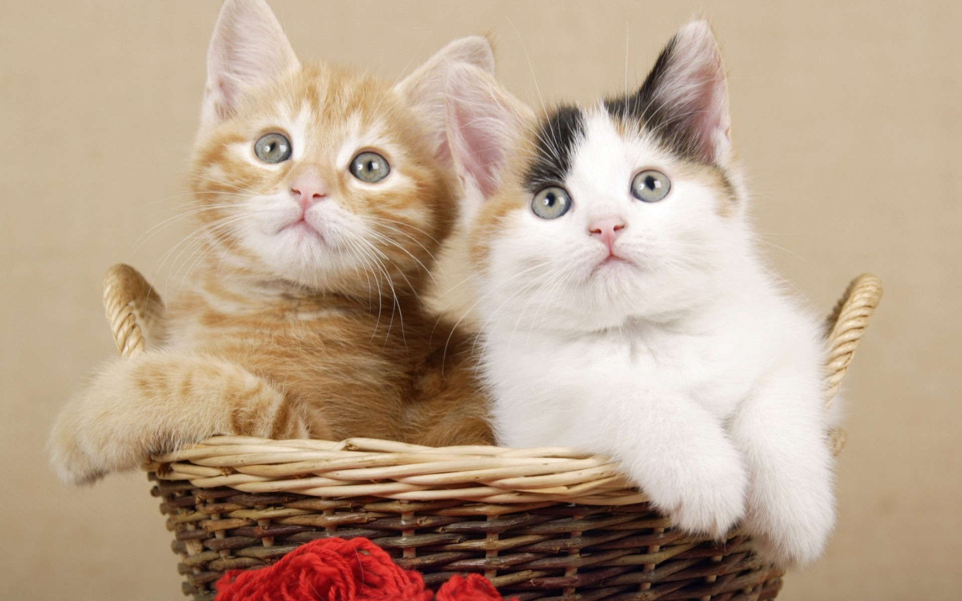 дуэт, котенок, корзина