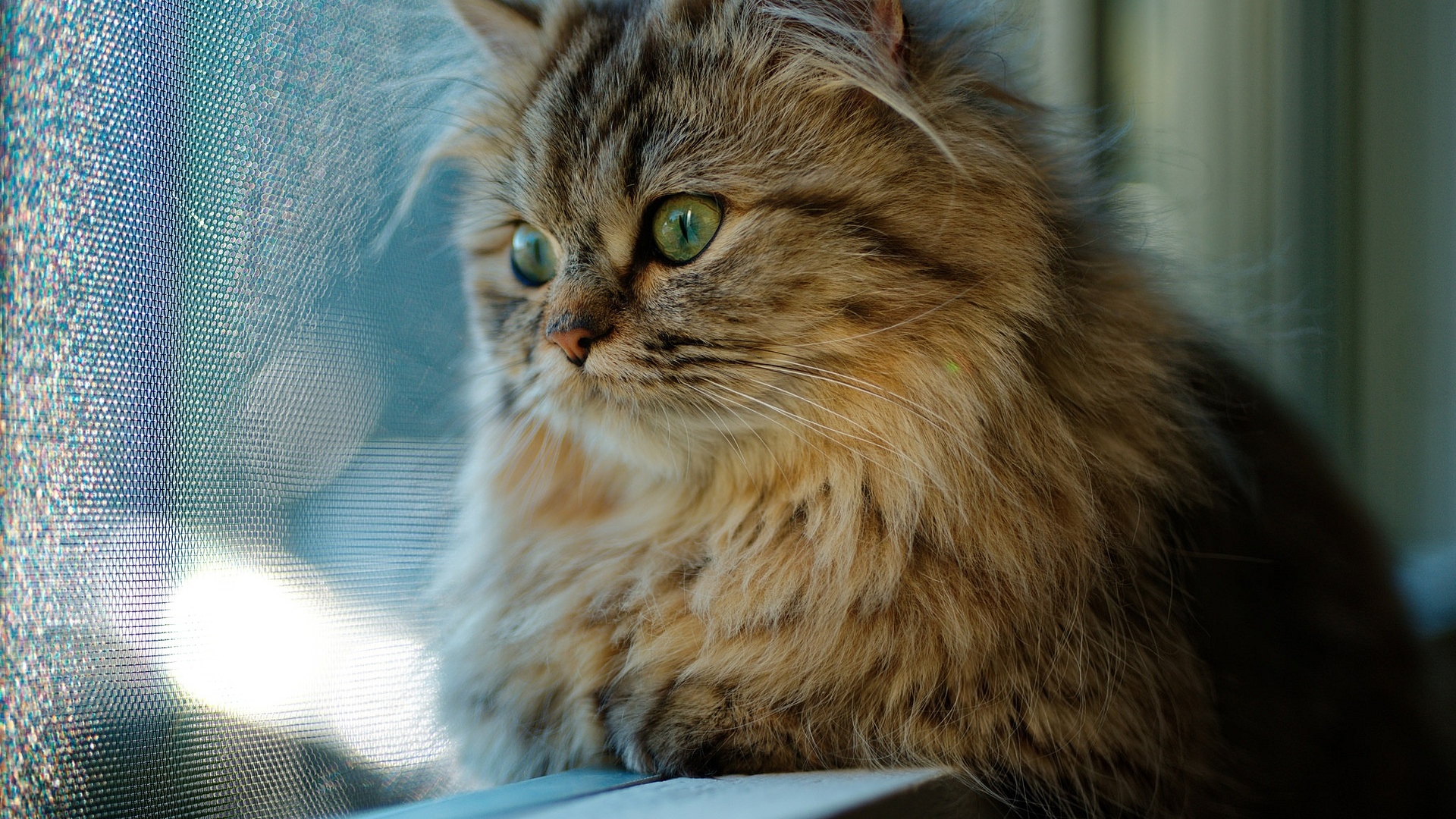 окно, кот, сквозь