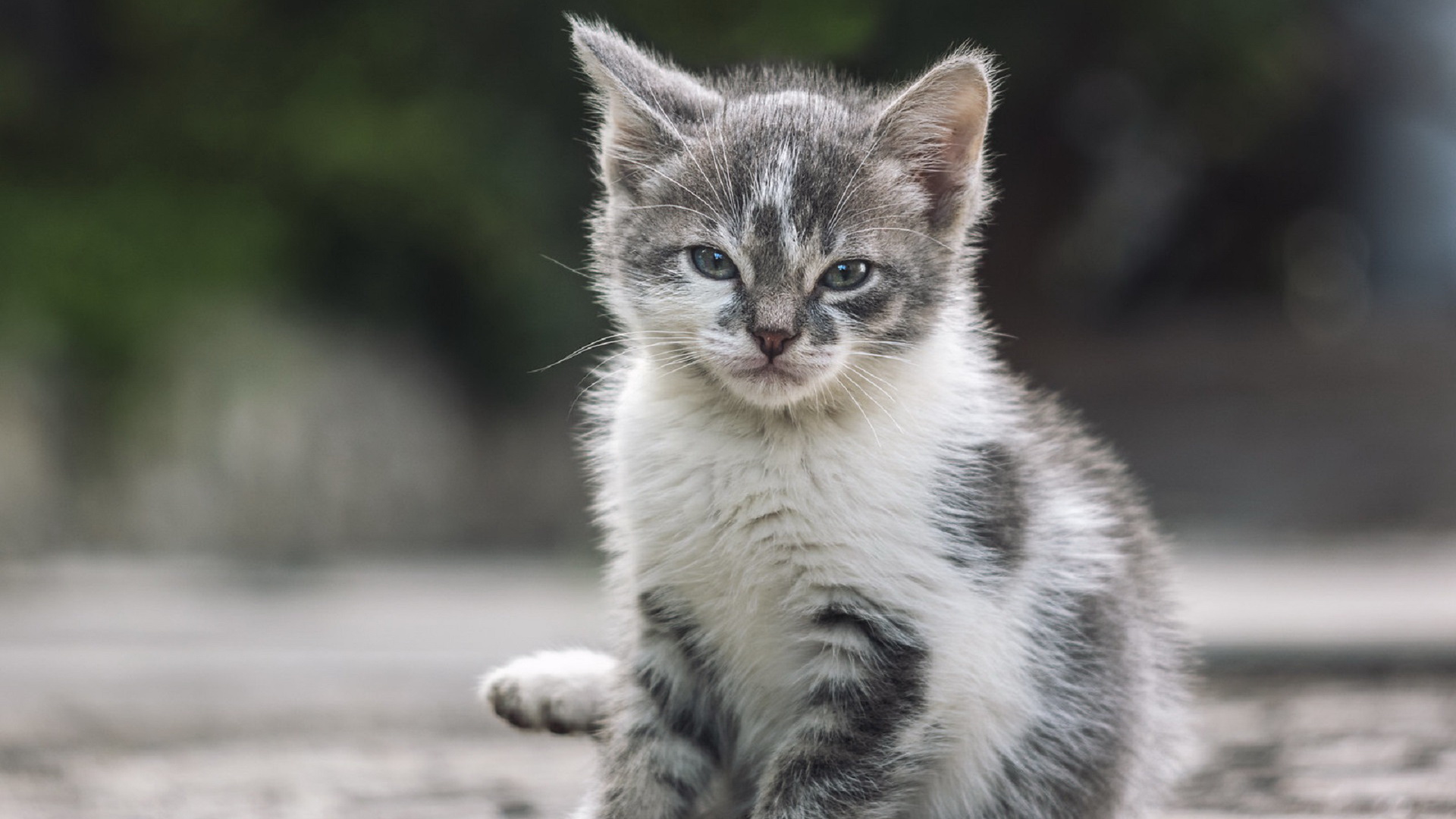 животное, котенок