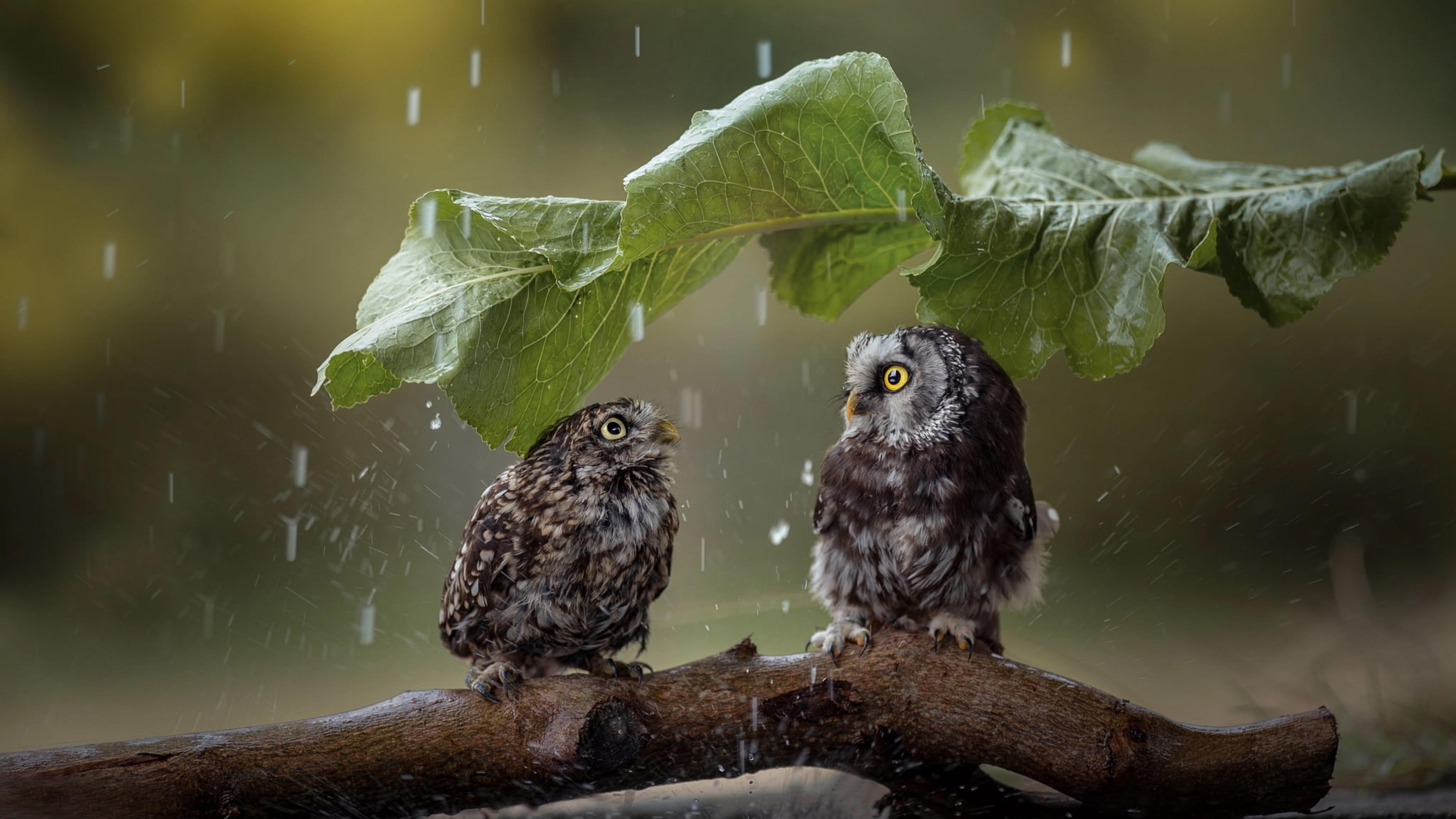 Rain animals. Домовый Сыч птенец. Сова под дождем. Птица под дождем. Сова в природе.
