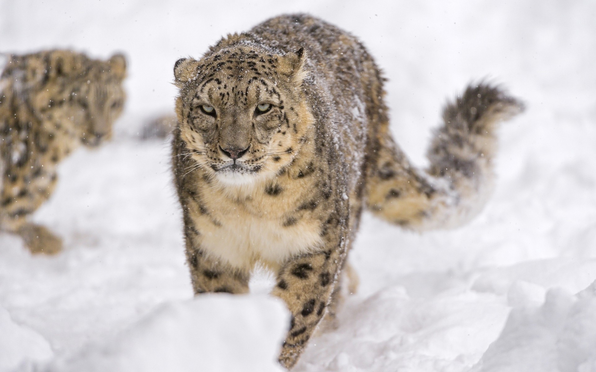 леопард, кот
