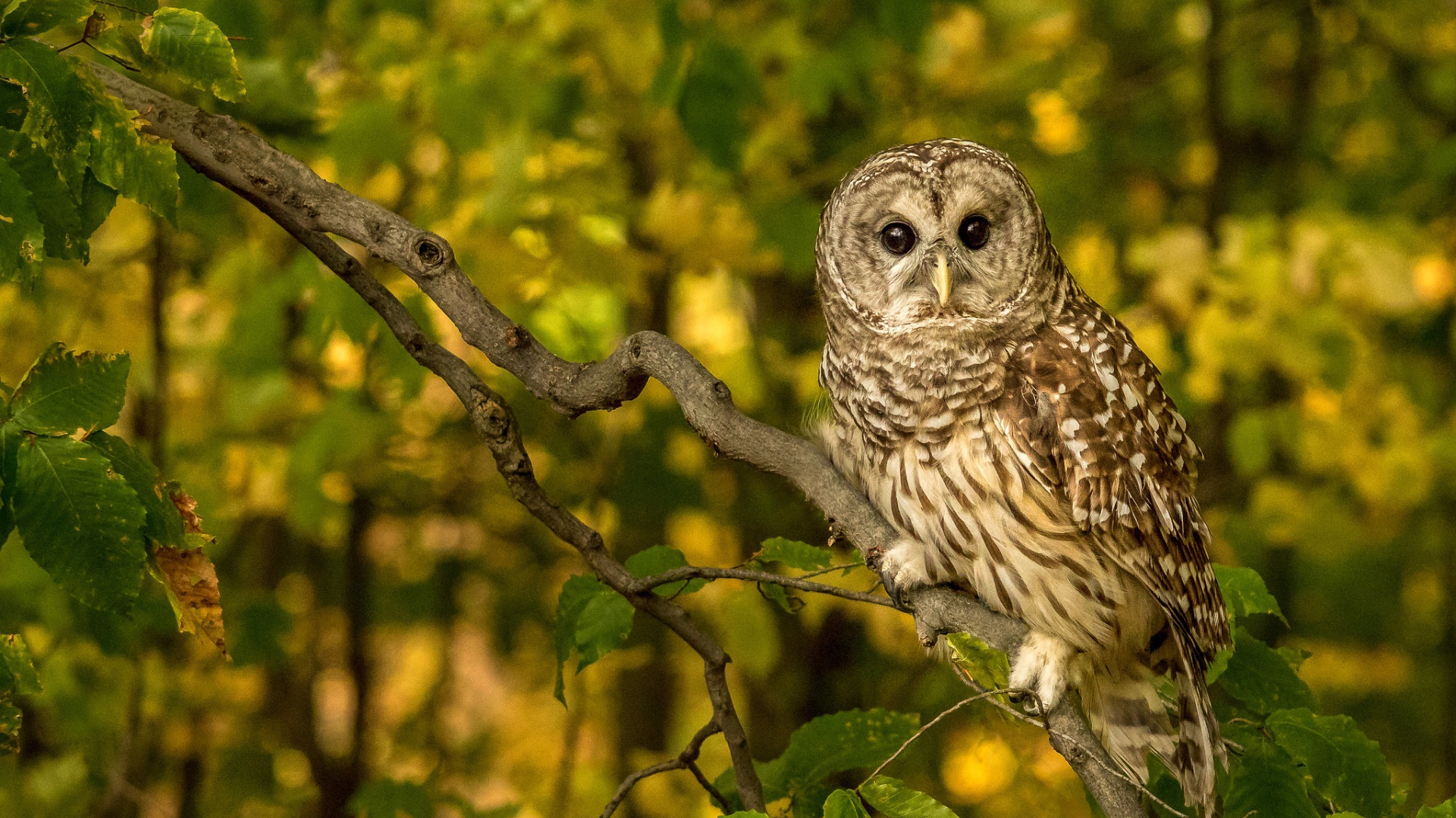 сова, неясыть, птица