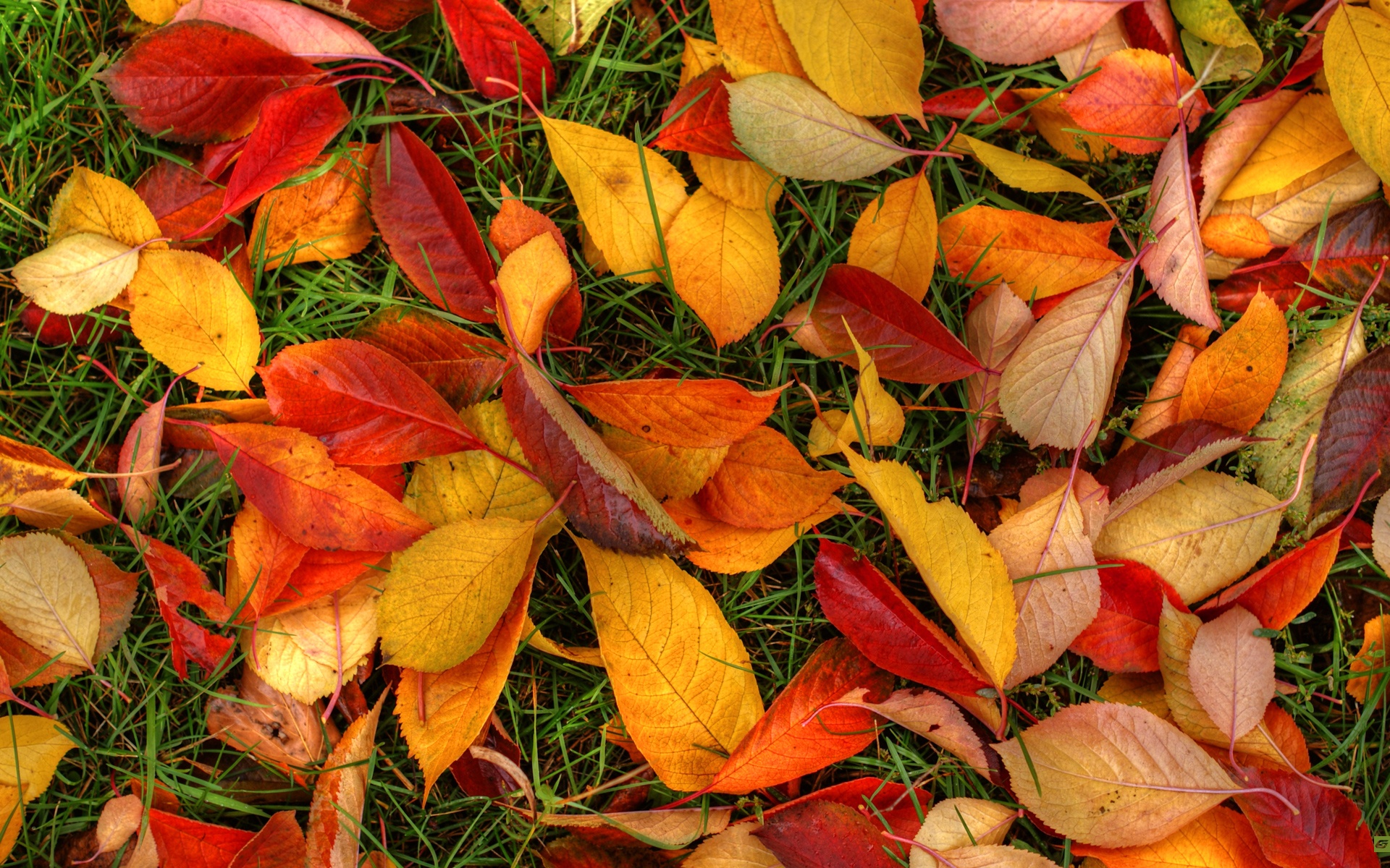 Осень листья на земле без смс