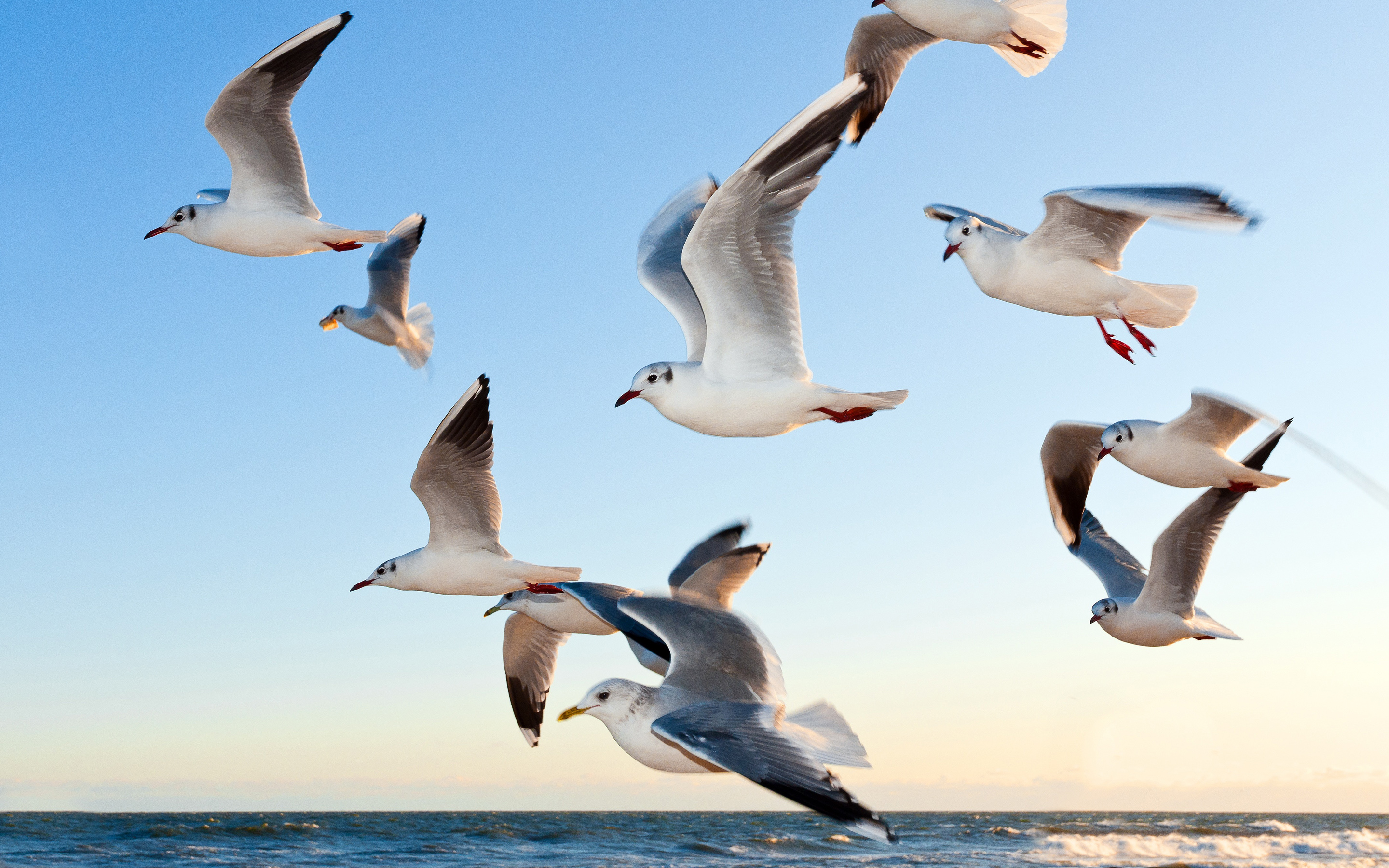 gaviotas, дель