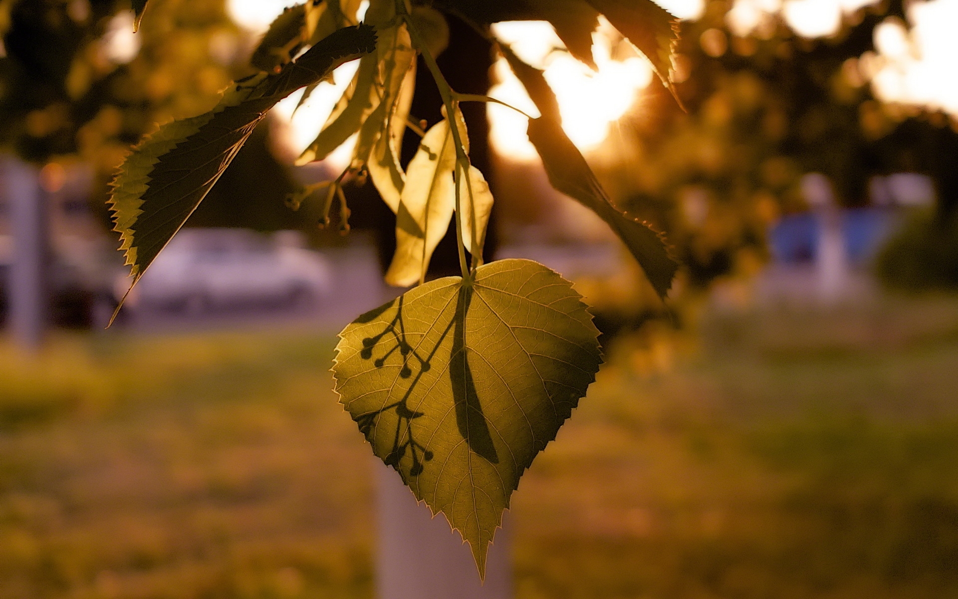 linden, malayalam, oir