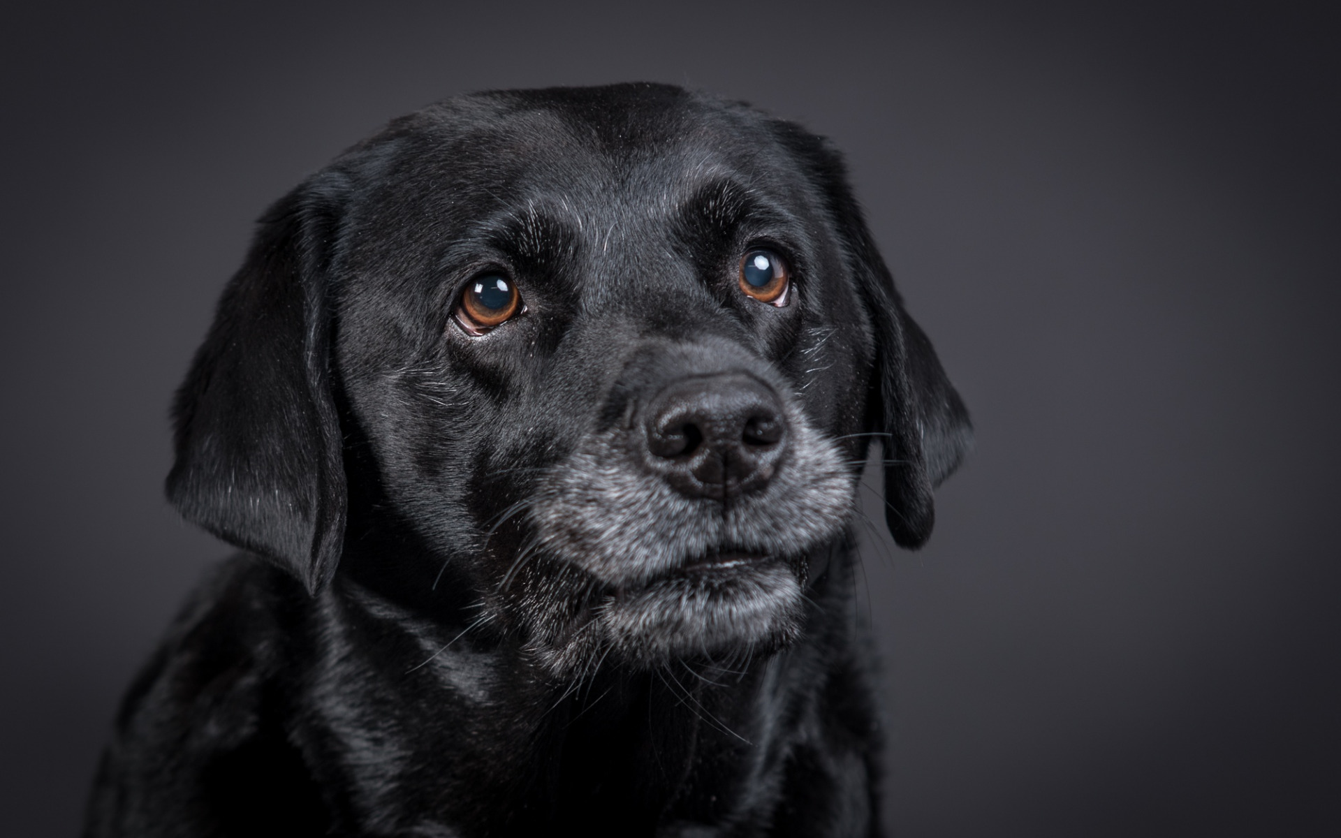 собака, retriever, labrador