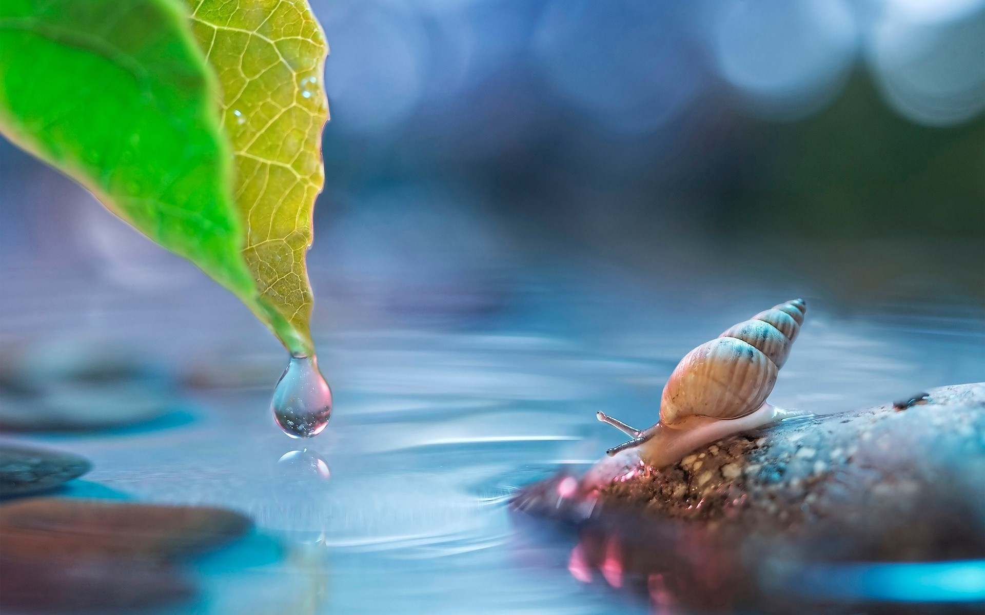 вода, улитки