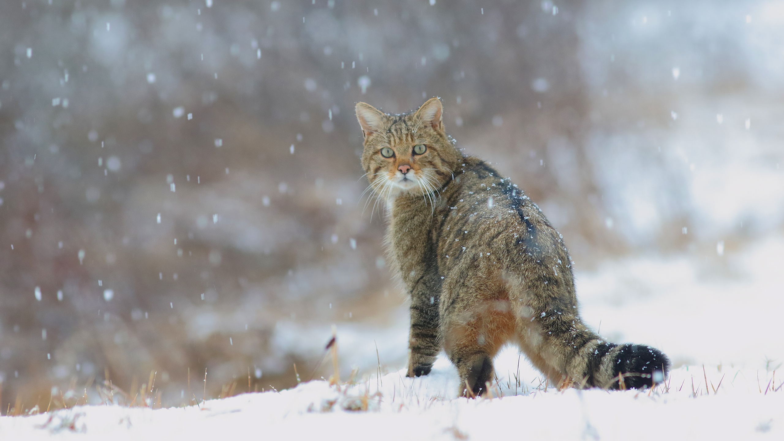 Идет небольшой снег. Дикая Лесная кошка. Лесной кот. Зимние коты. Кот в снегу.