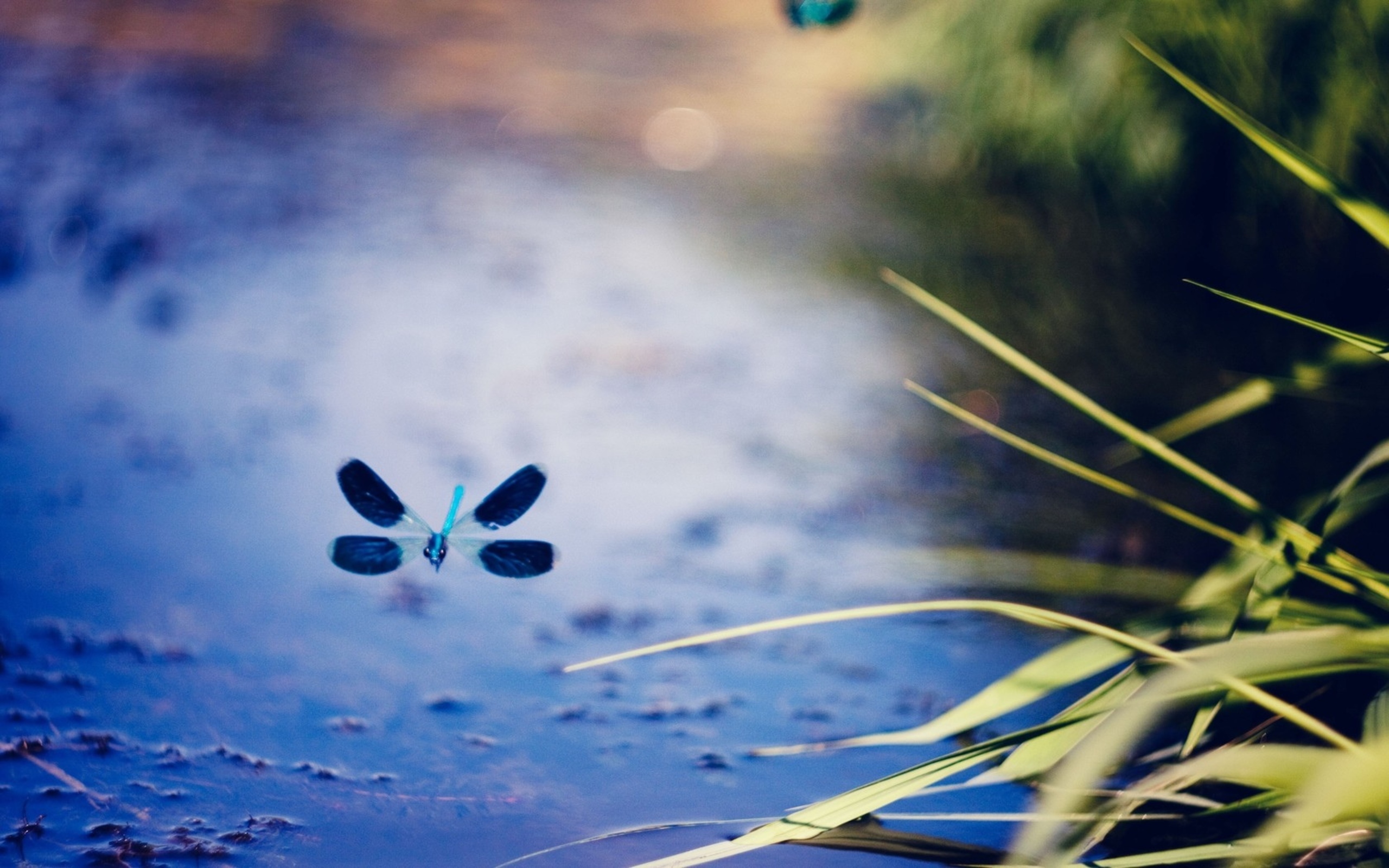 depth, field, nature