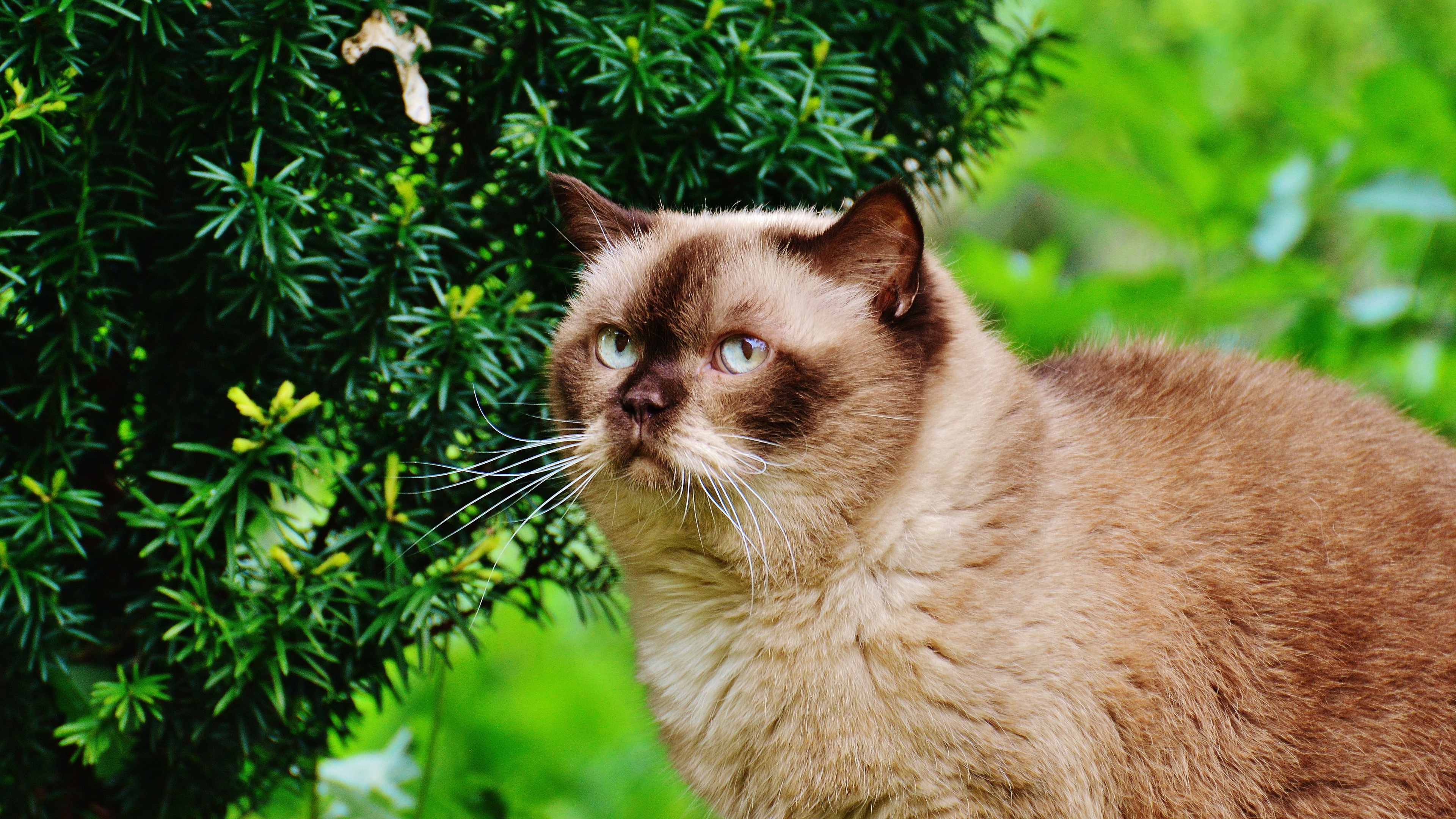 бритиш, короткие