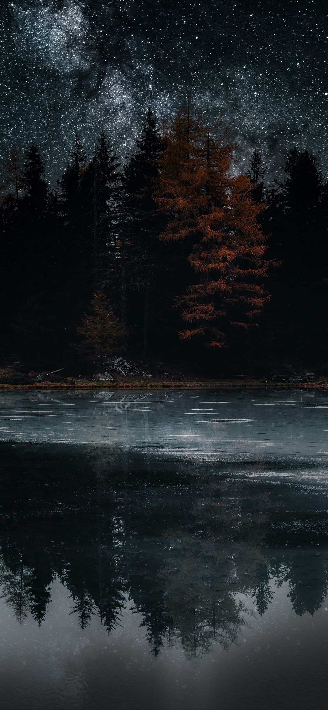 фото, дерево, озеро