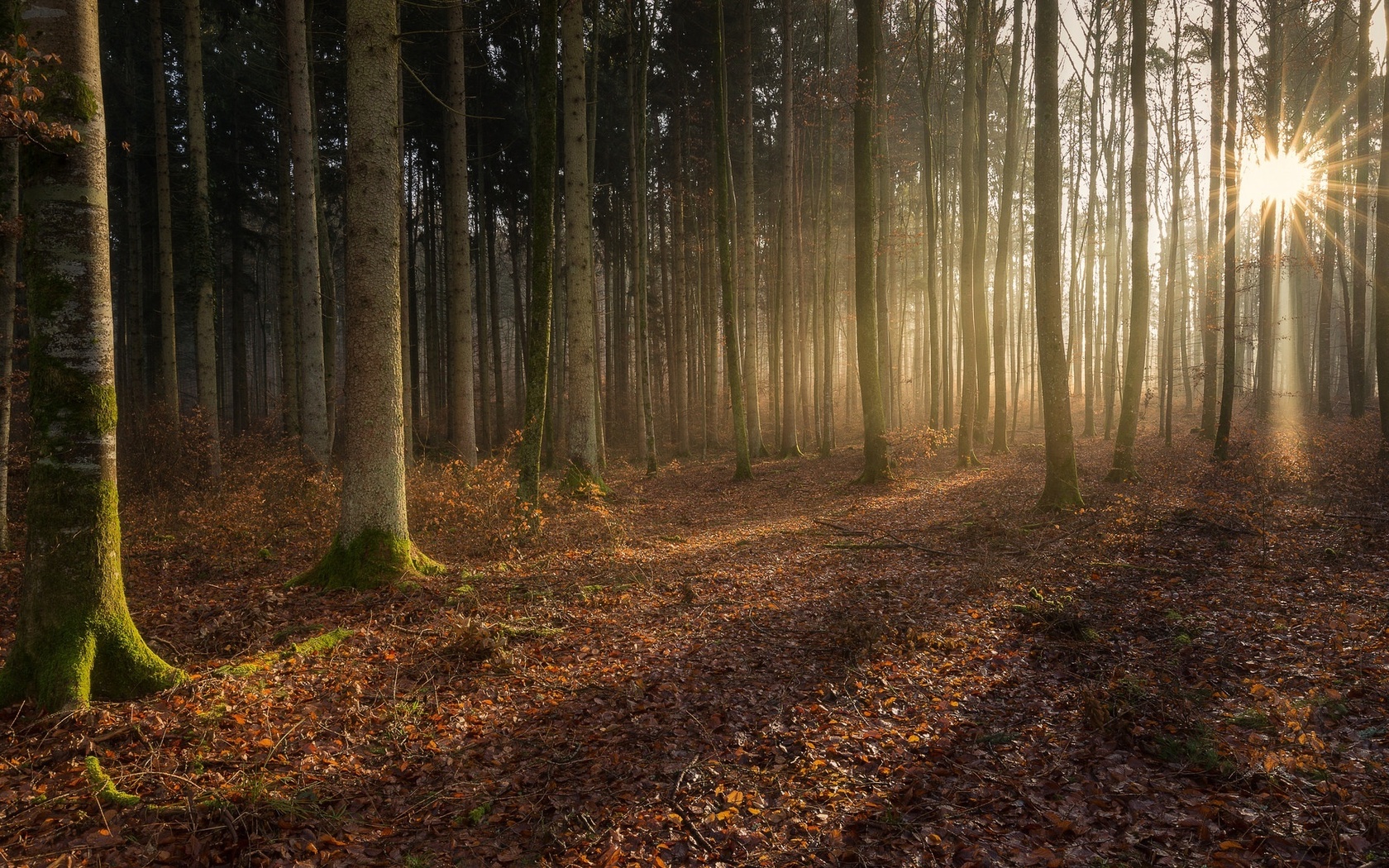 fore, лесбиянка, лес