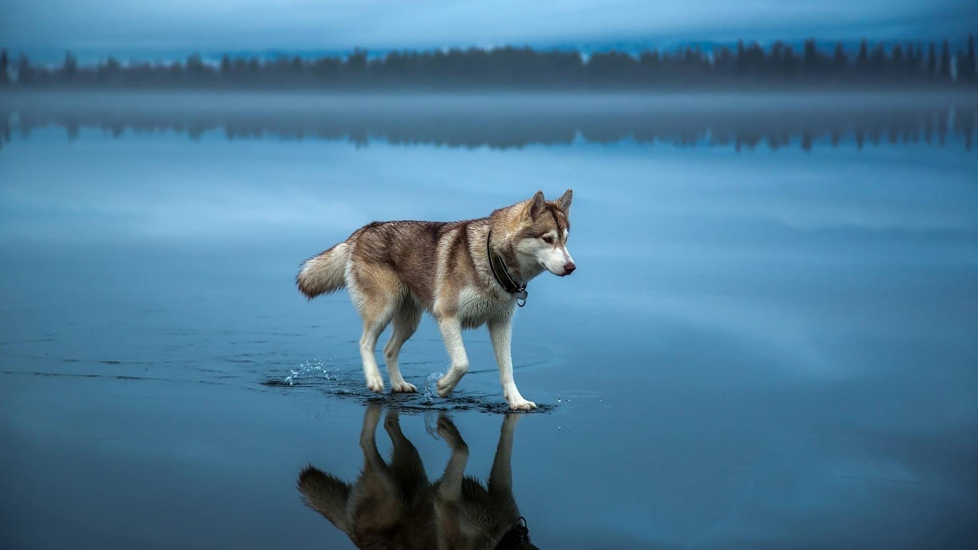 хаска, вода