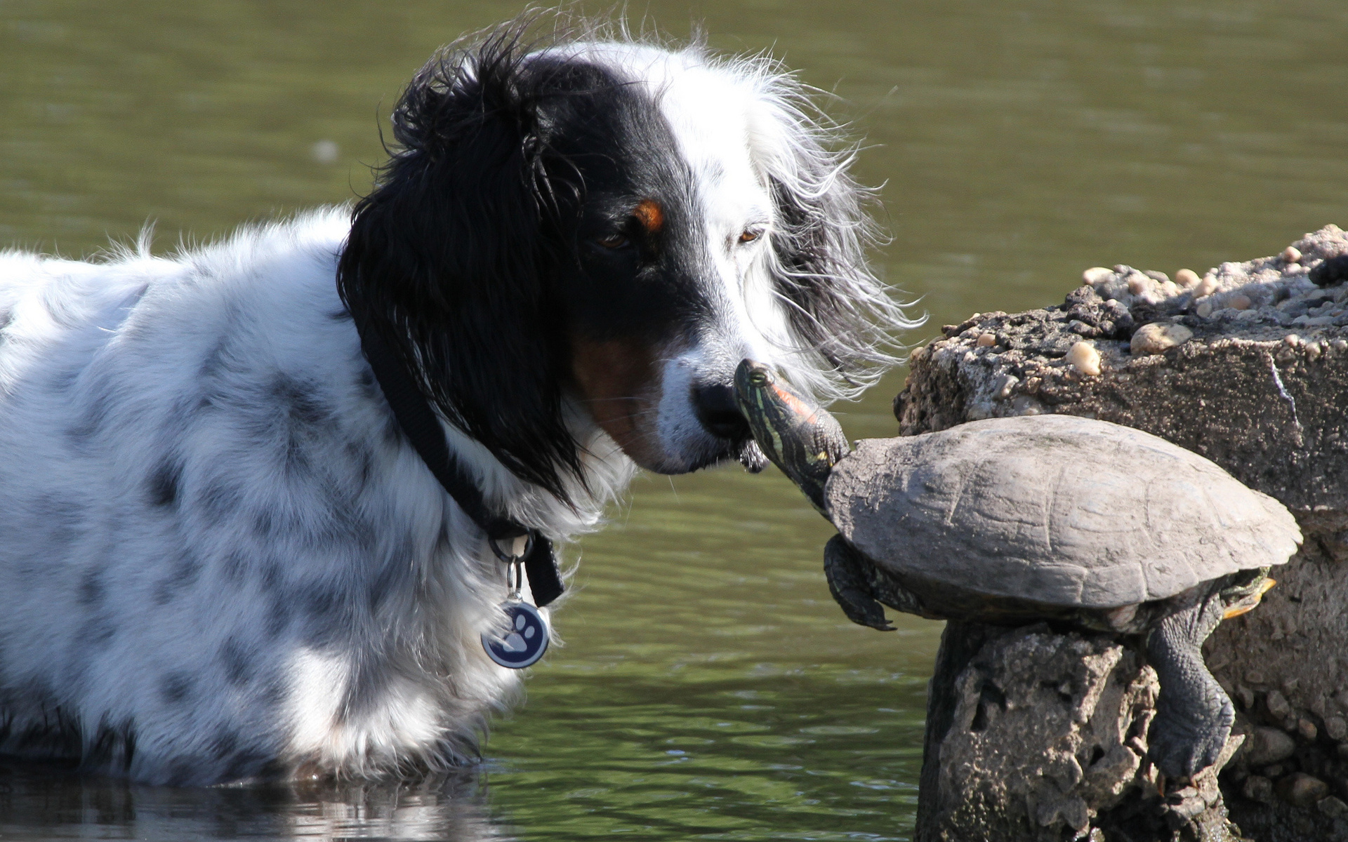 черепаха, черепахи, собака