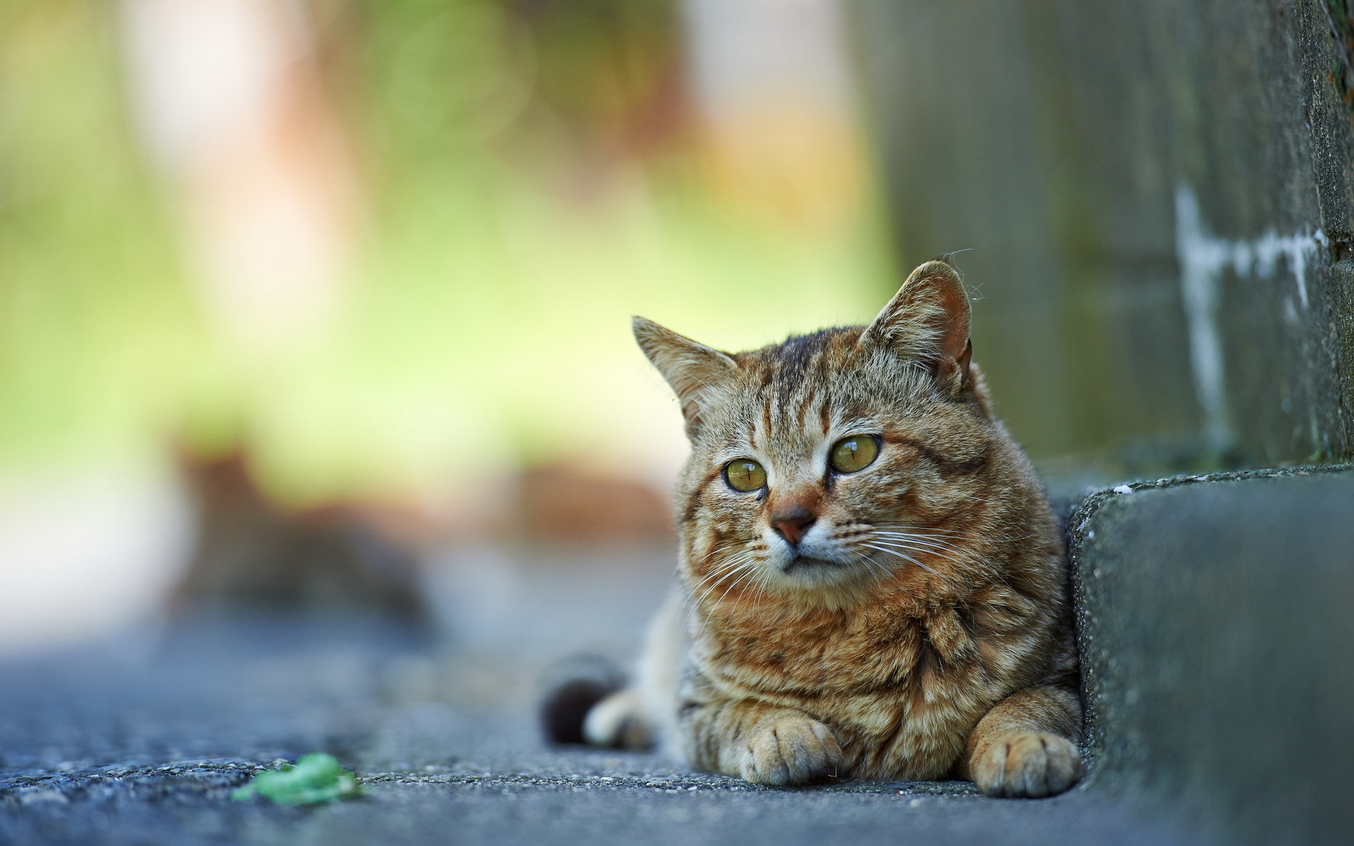 кот, улица, ложь
