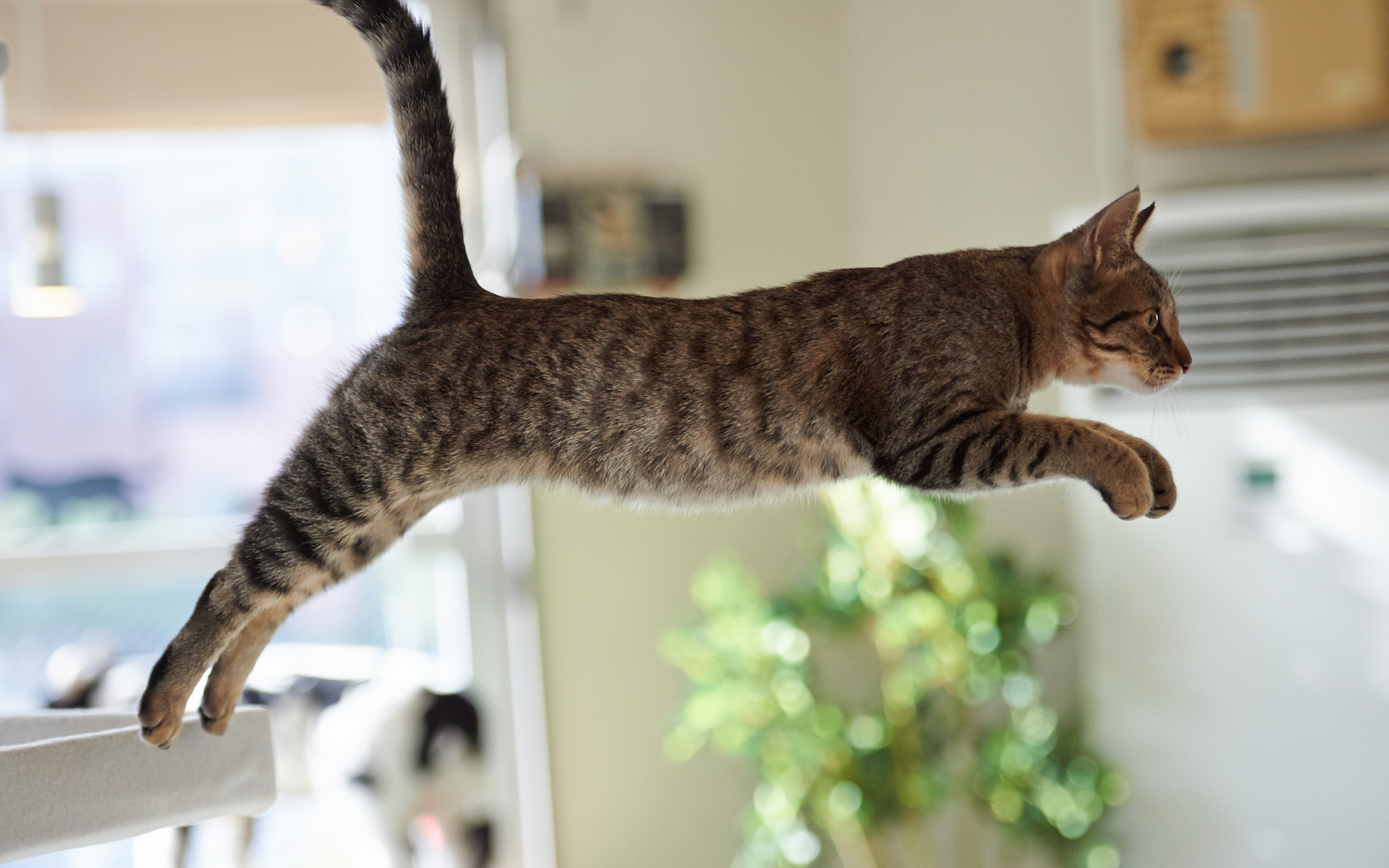 прыжок, кот, кота