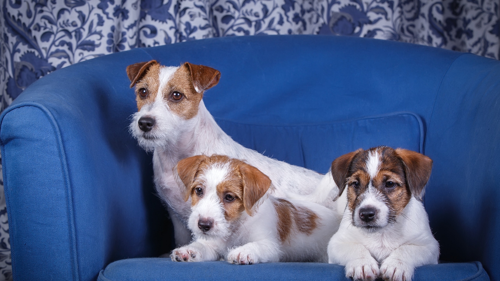 шпильтер, рассет