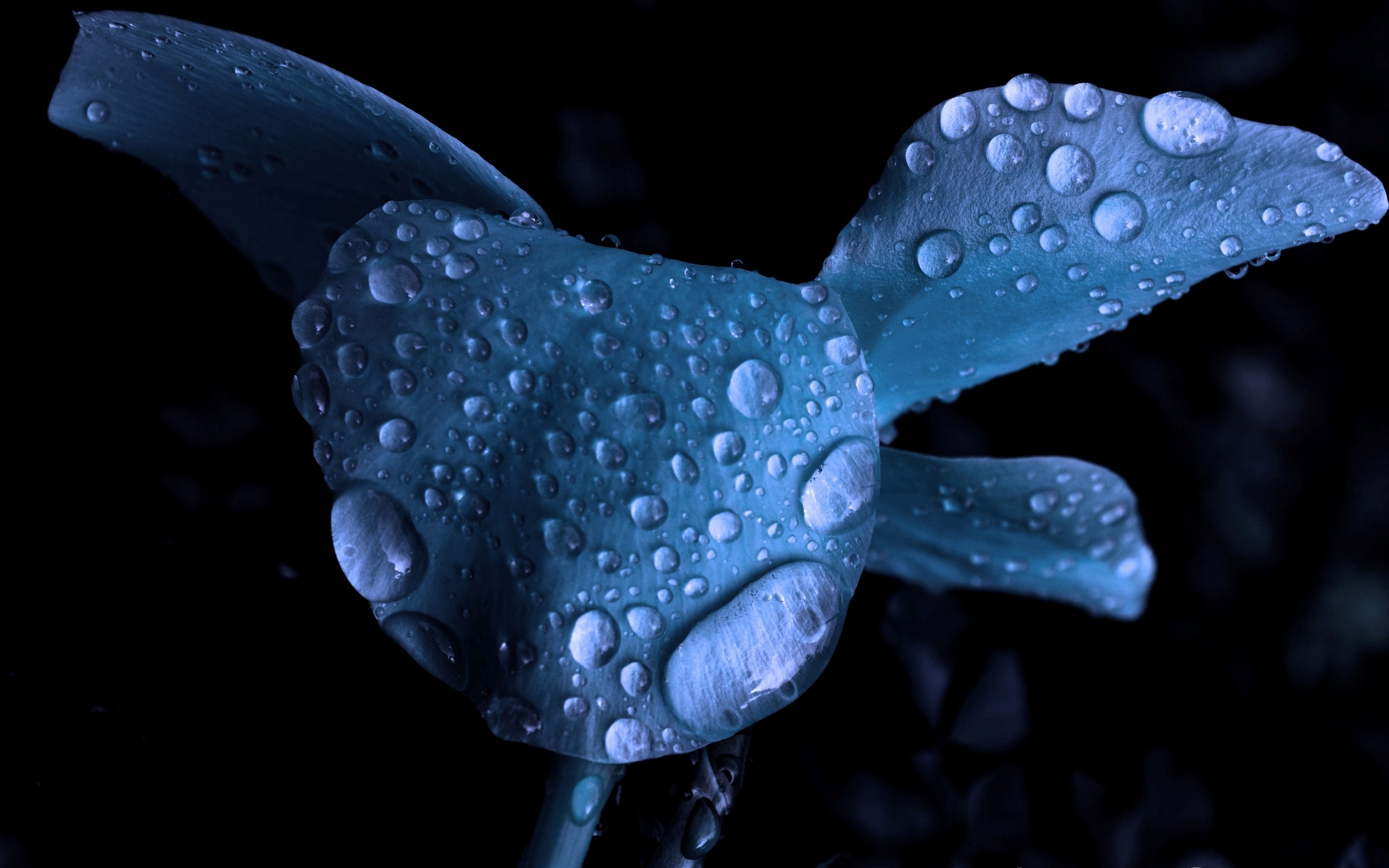 blue, цветы, flowers Фон № 78454 разрешение 2560x1600