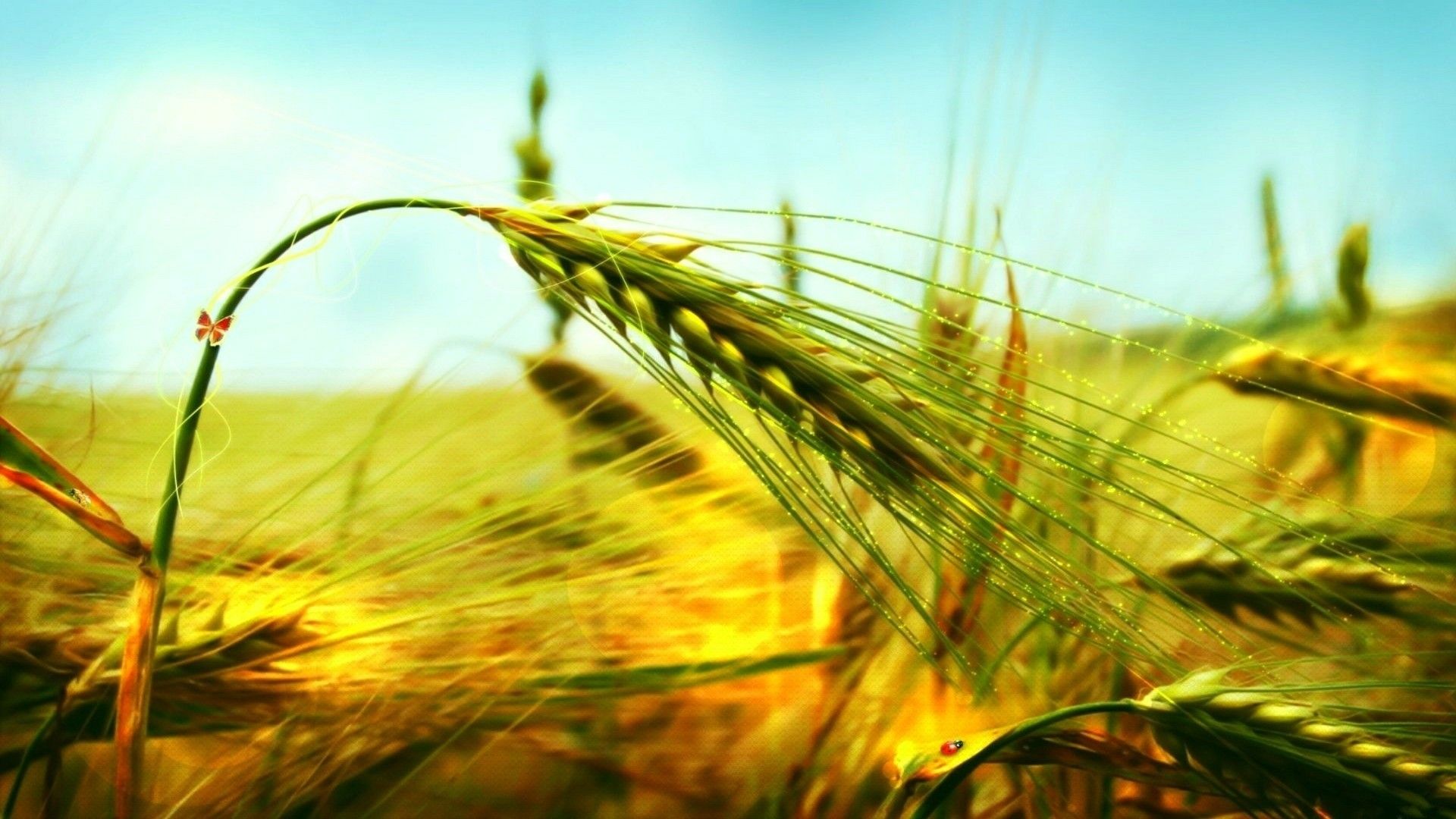 природа пшеница крупный план бесплатно