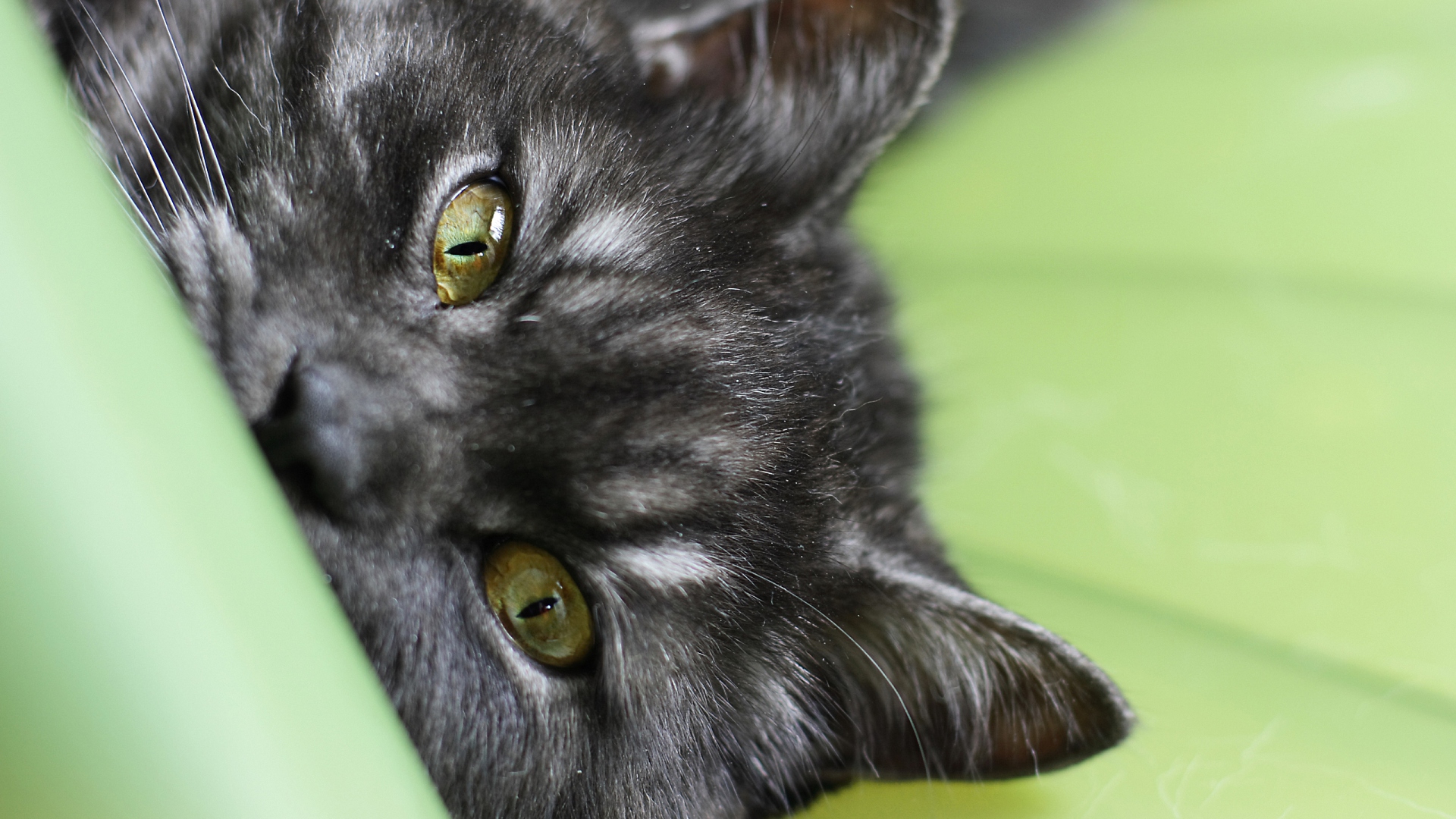 толпа, полоска, черный