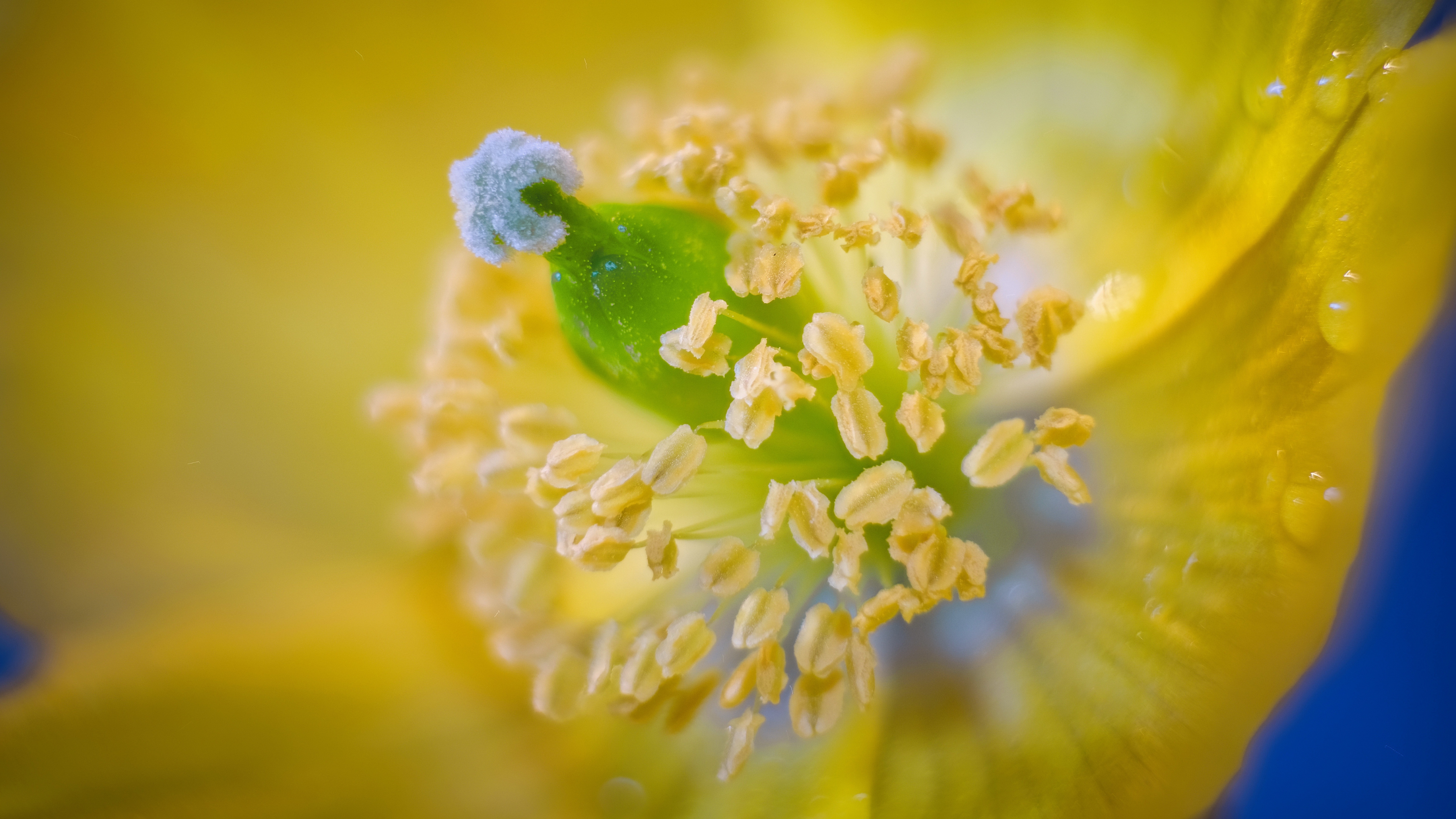 Появление пыльцы. Пыльца растений. Пыльца на цветке. Цветочная пыльца макро. Золотая пыльца.