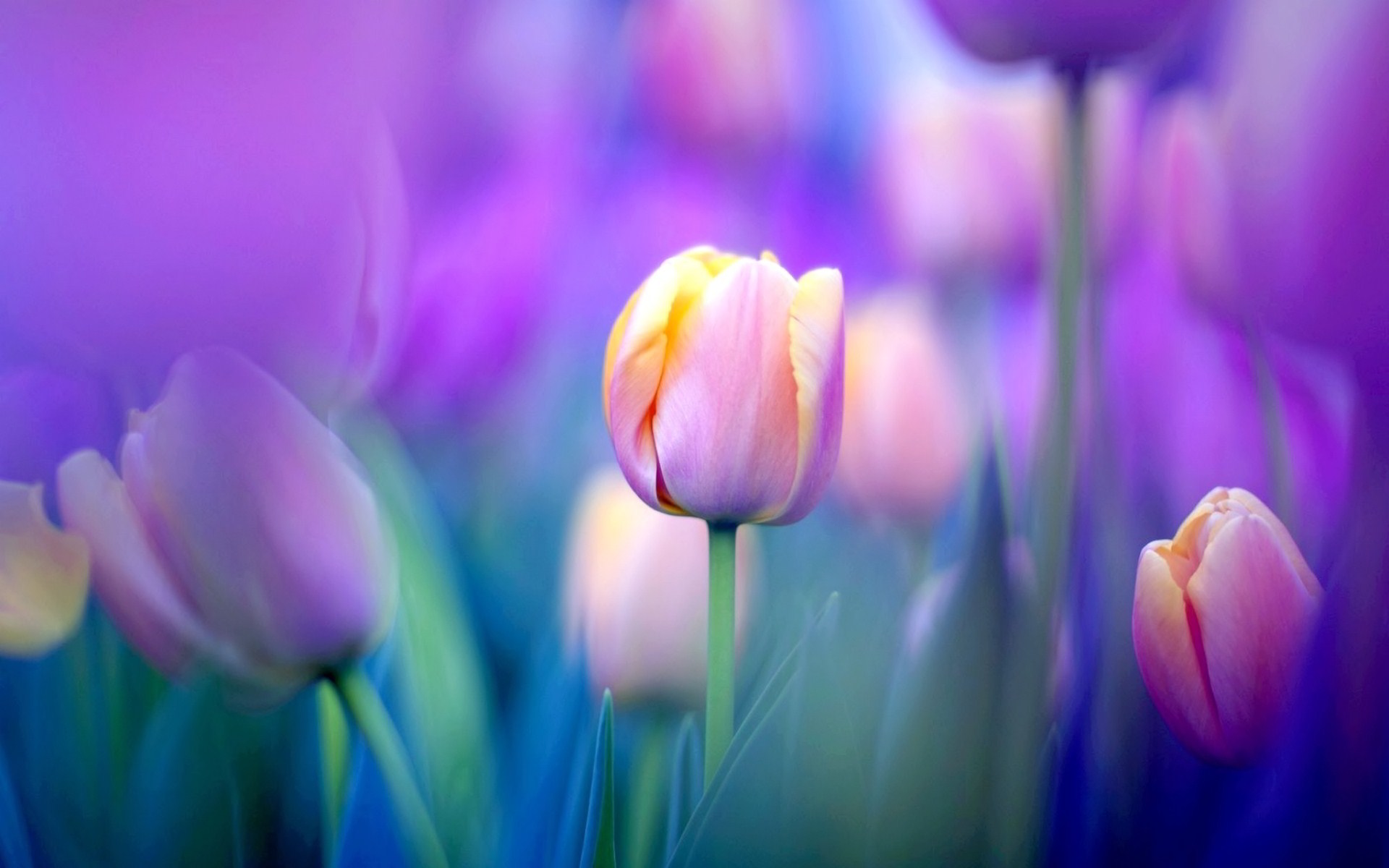 природа цветы тюльпан розовый nature flowers Tulip pink скачать