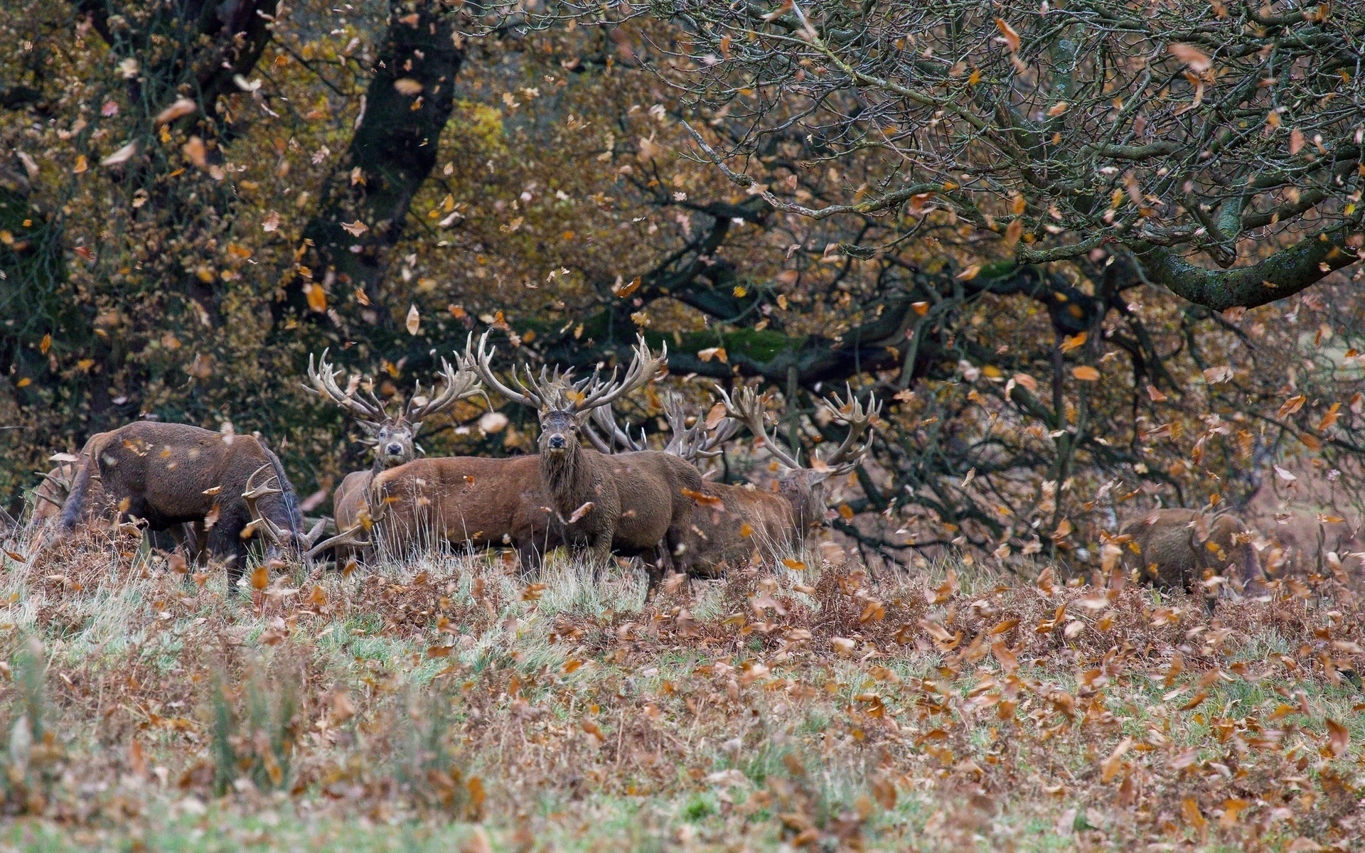 осень, листва, олени
