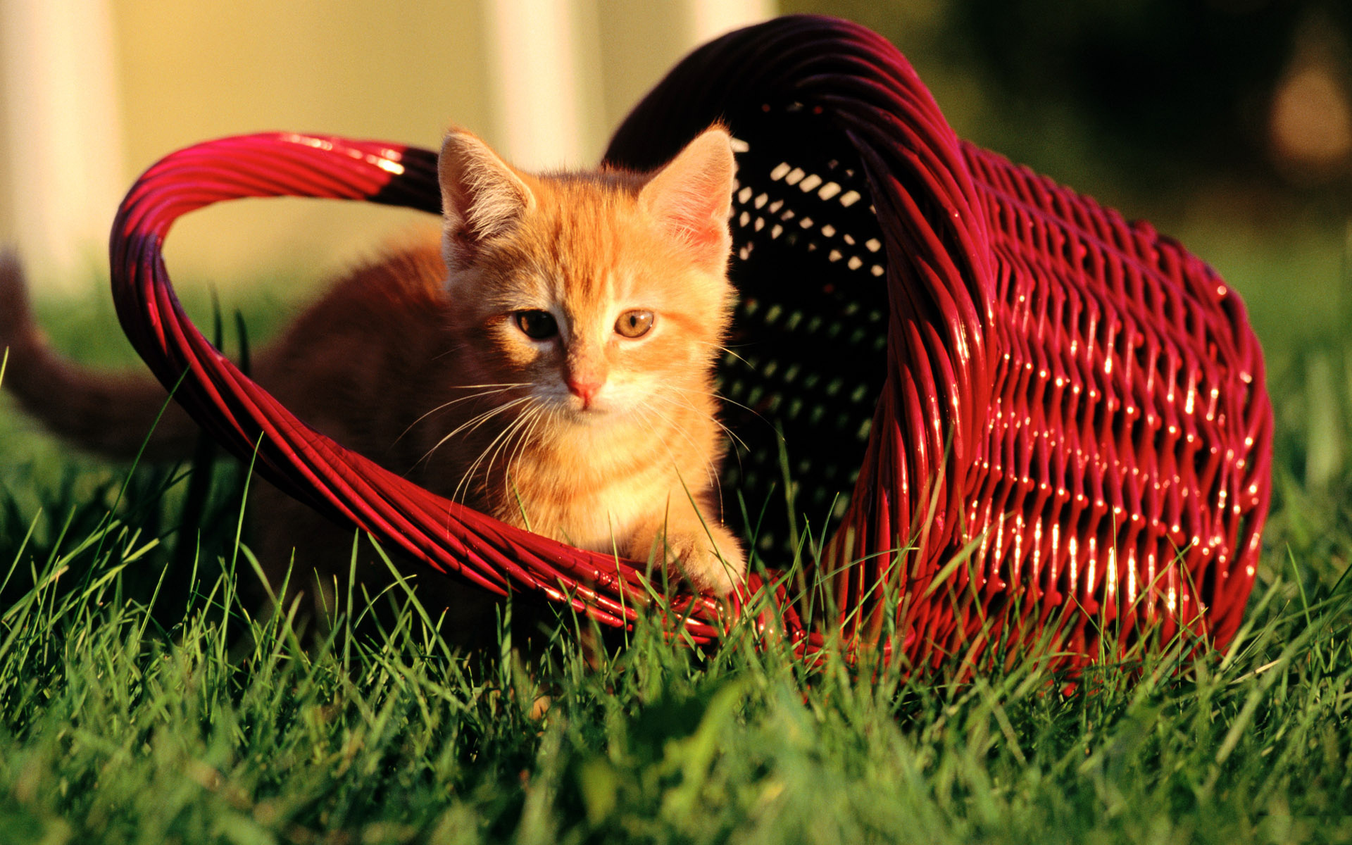маленькая кошечка, сидящая в корзине на траве