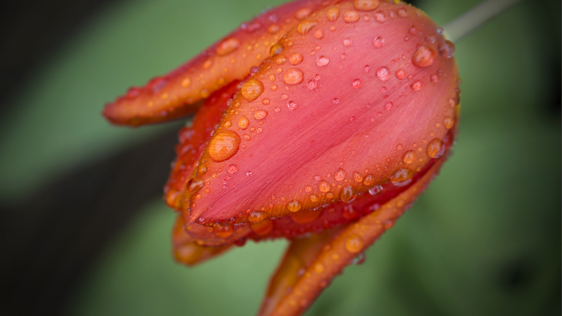 drizzle, small, свет