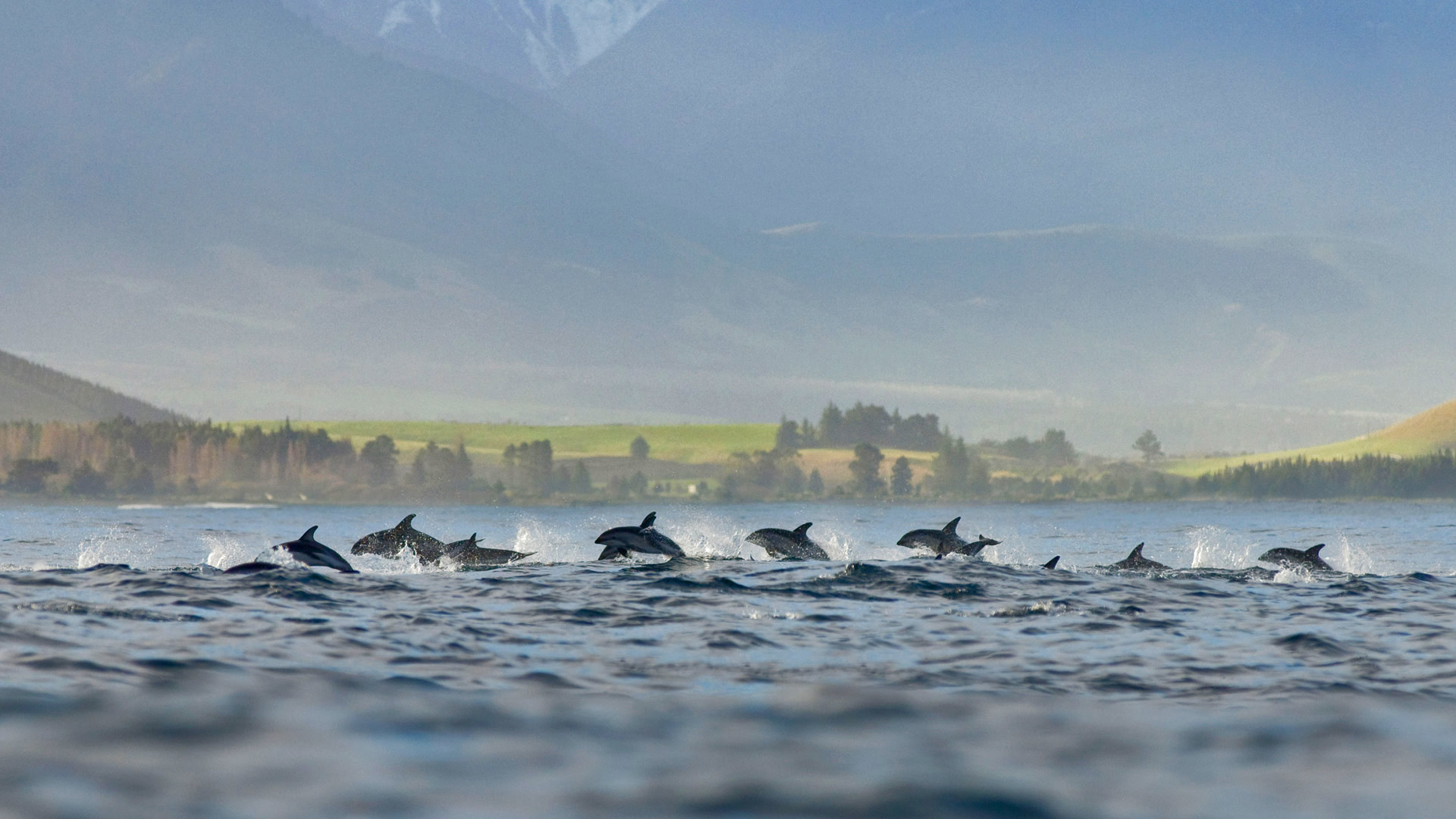 kaikoura, новый