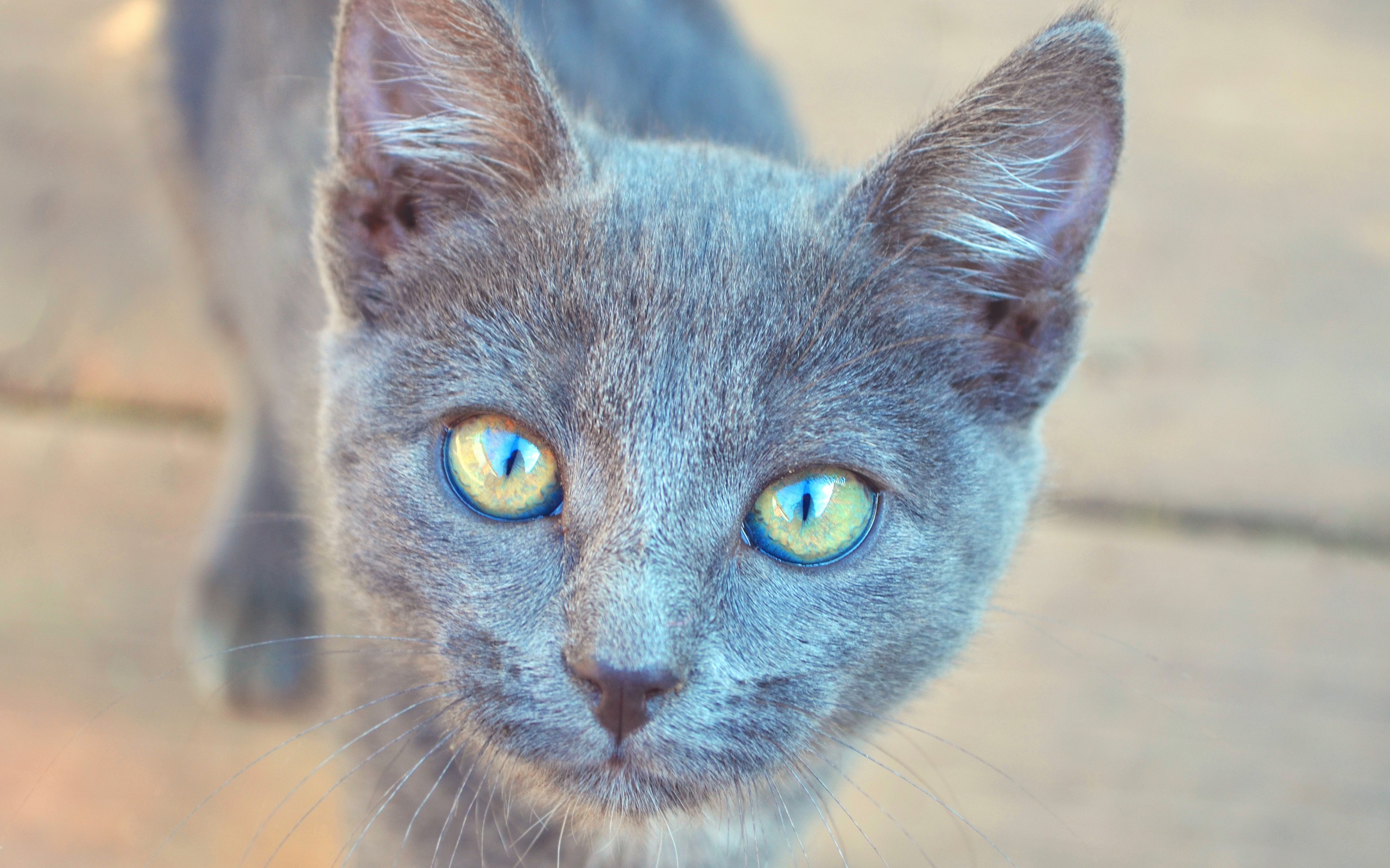 Порода кошек серого окраса. Сибирский голубая кошка короткошерстная. Серо голубая кошка. Серый кот с голубыми глазами. "Русская голубая".