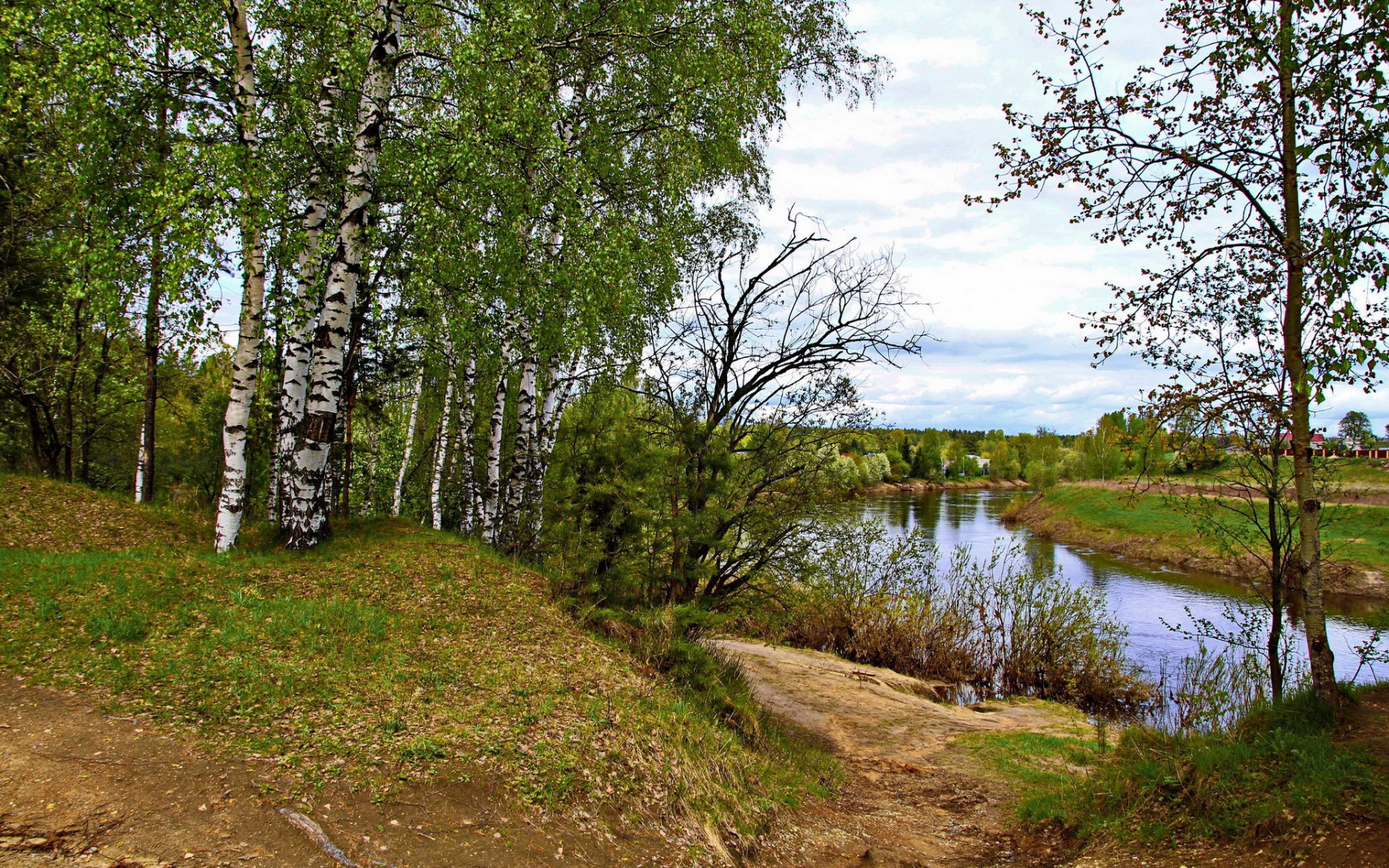 природа, березы, ярославль