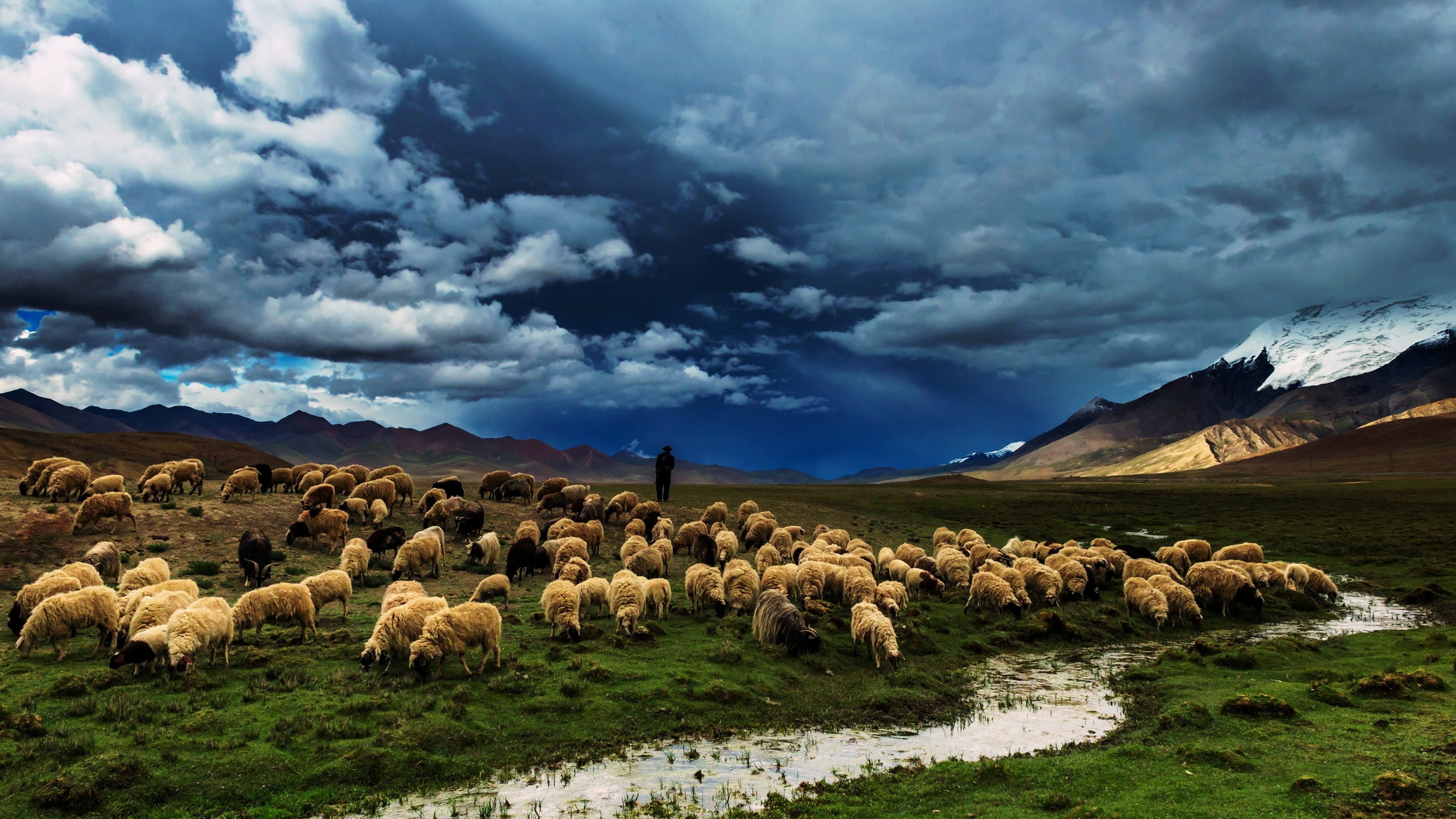 campo, oveja, pantalla